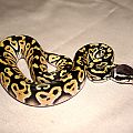 2013 clutch 3 male pastel mystic 2 2 cc