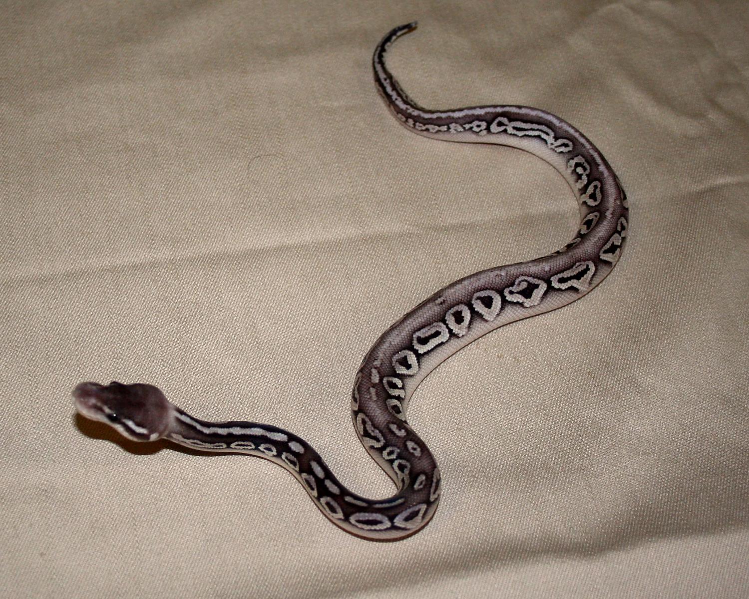 2013 clutch 3 male pewter mystic 1 2 cc