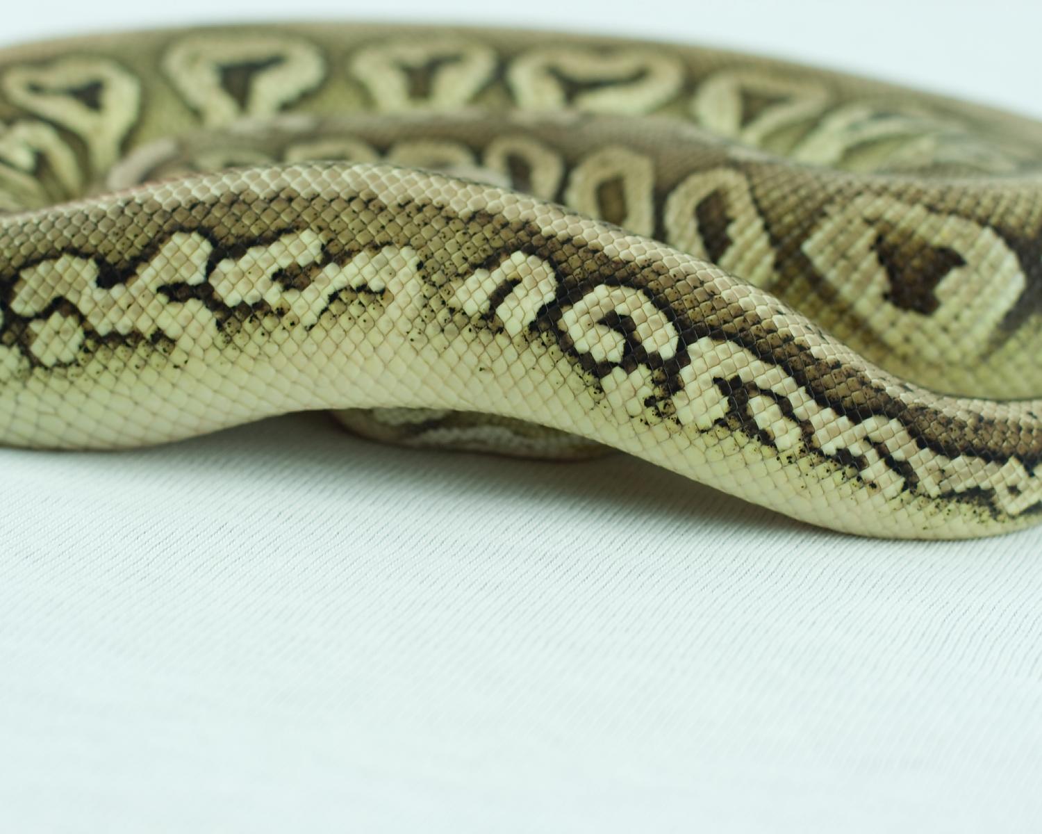 2013 clutch 3 male pewter mystic 2014-10-16 7