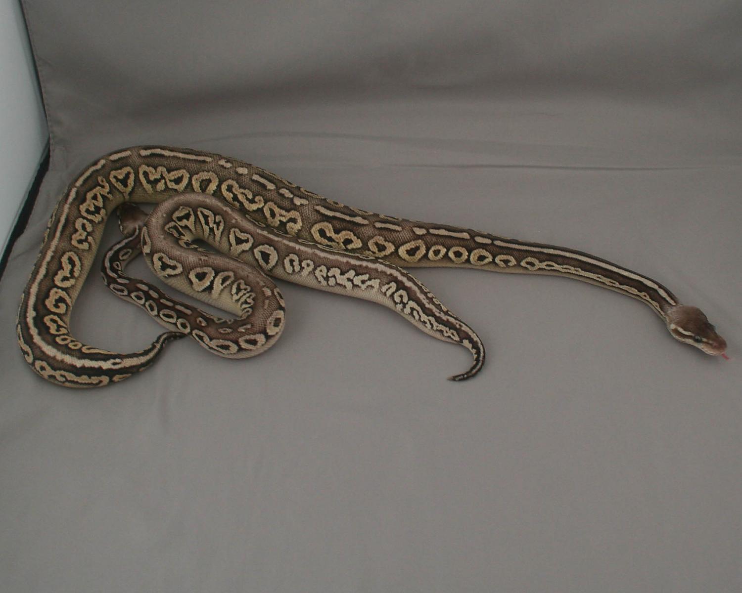 2013 clutch 3 possible pastel mystic cinnamons 5 trimmed