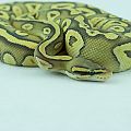 2013 clutch 7 female pastel mojave hypo 2014-09-08 8