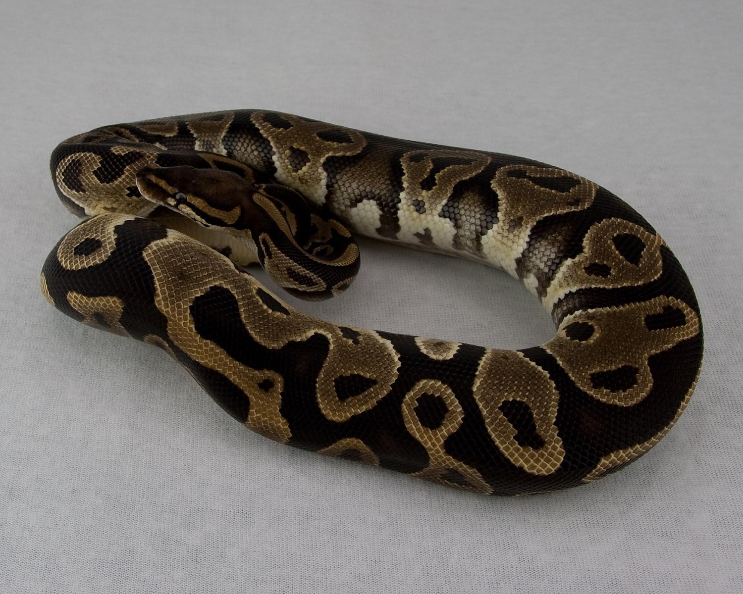 2013 f leopard 2015-05-14