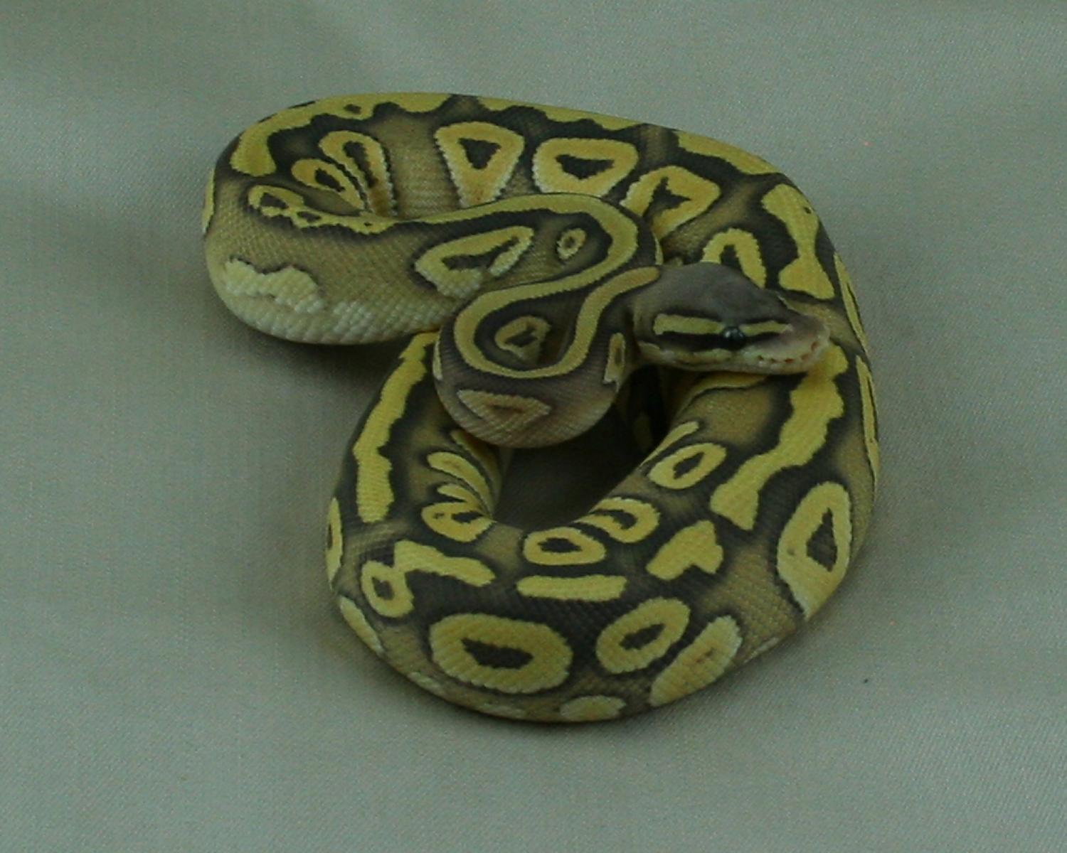 2013 female pastel mojave hypo 3