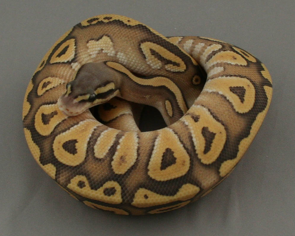 2013 female pastel mojave hypo 4 trimmed
