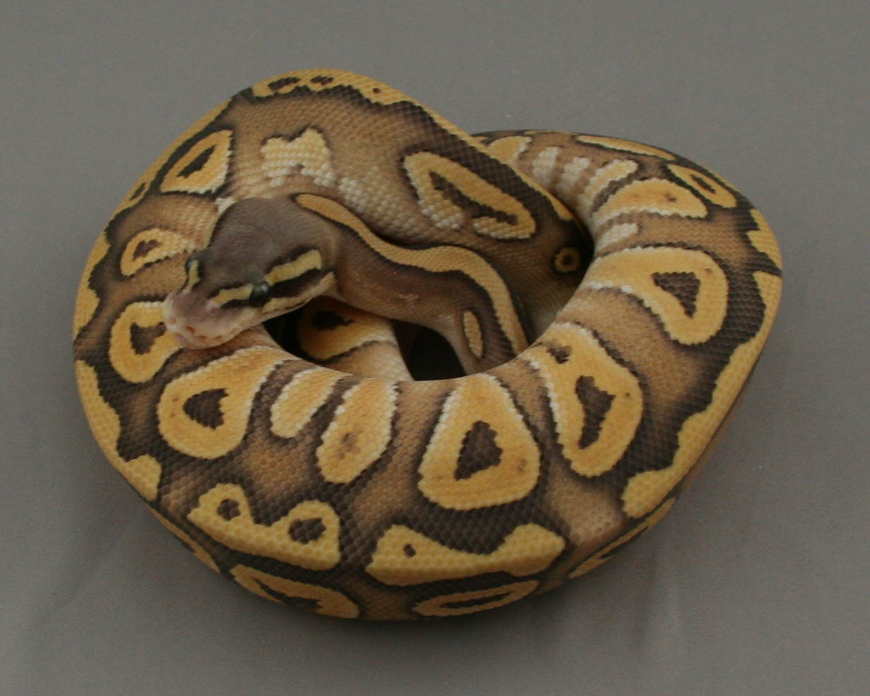 2013 female pastel mojave hypo 6 trimmed