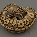 2013 female pastel mojave hypo 6 trimmed