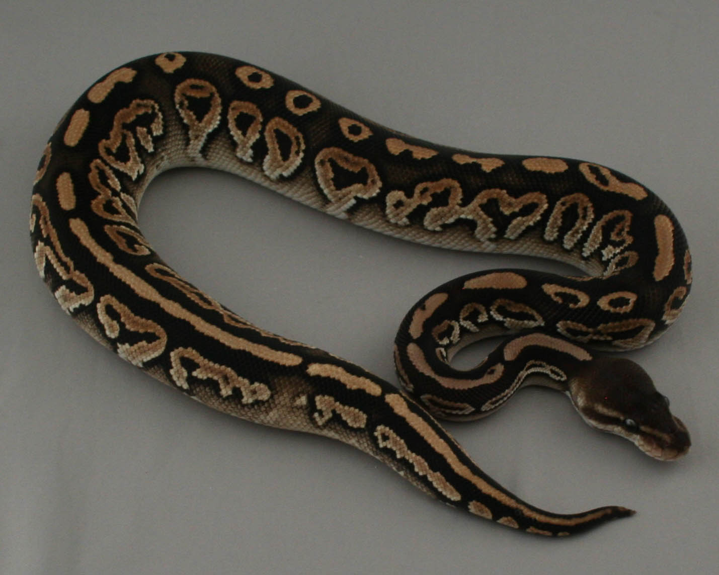 2013 male mystic cinnamon 2 trimmed