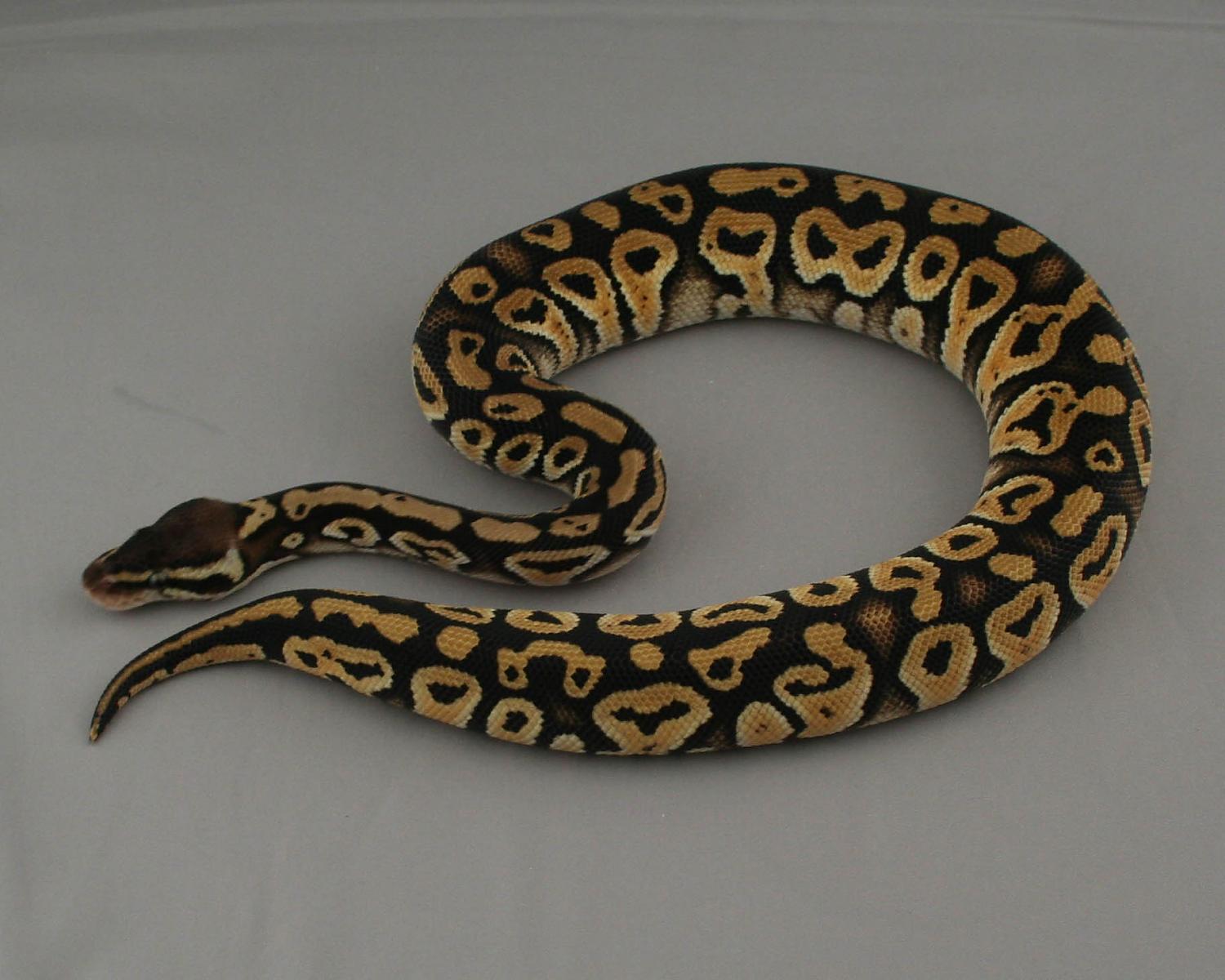 2013 male pastel mystic 1 2 trimmed