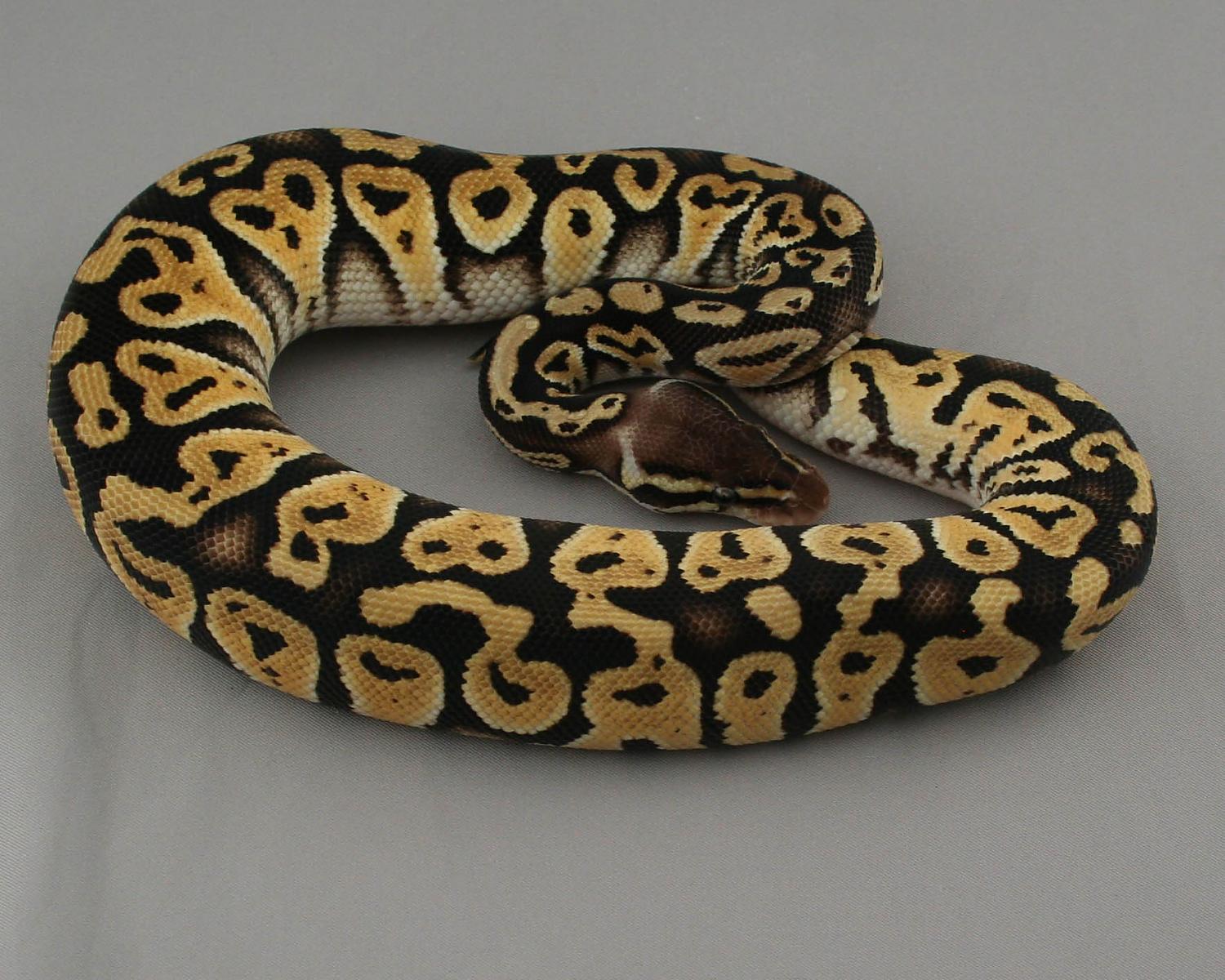 2013 male pastel mystic 2 4 trimmed