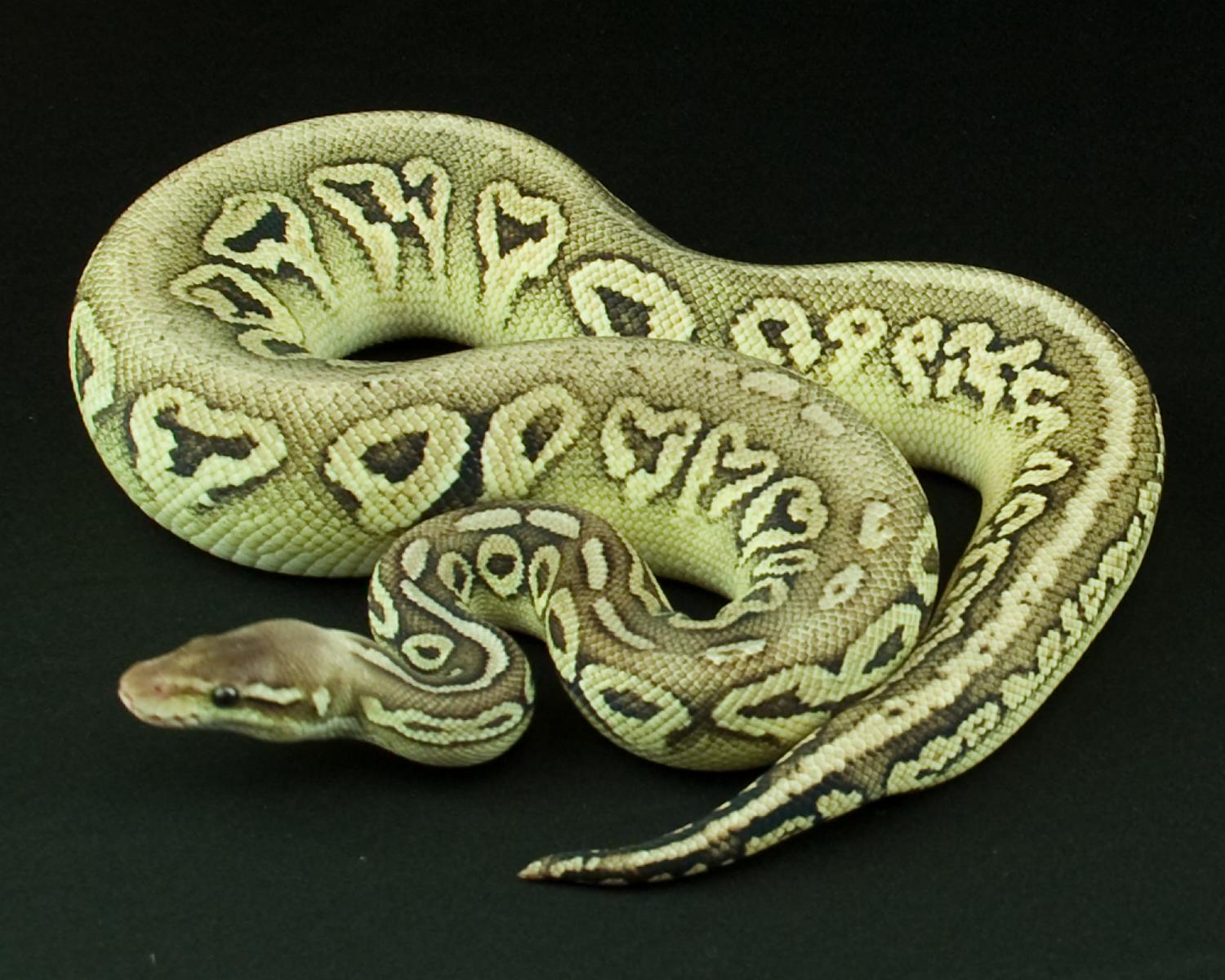 2013 male pewter mystic cropped 2014-06-28