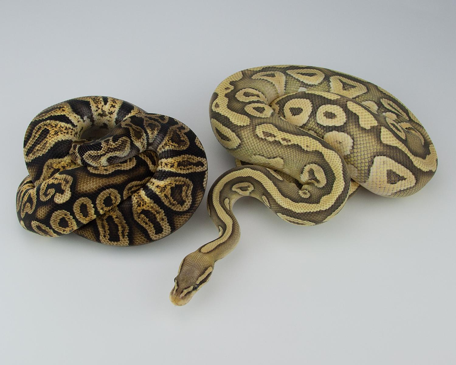 2013 pastave and 2014 hypo pastel ghi 2015-07-23 2