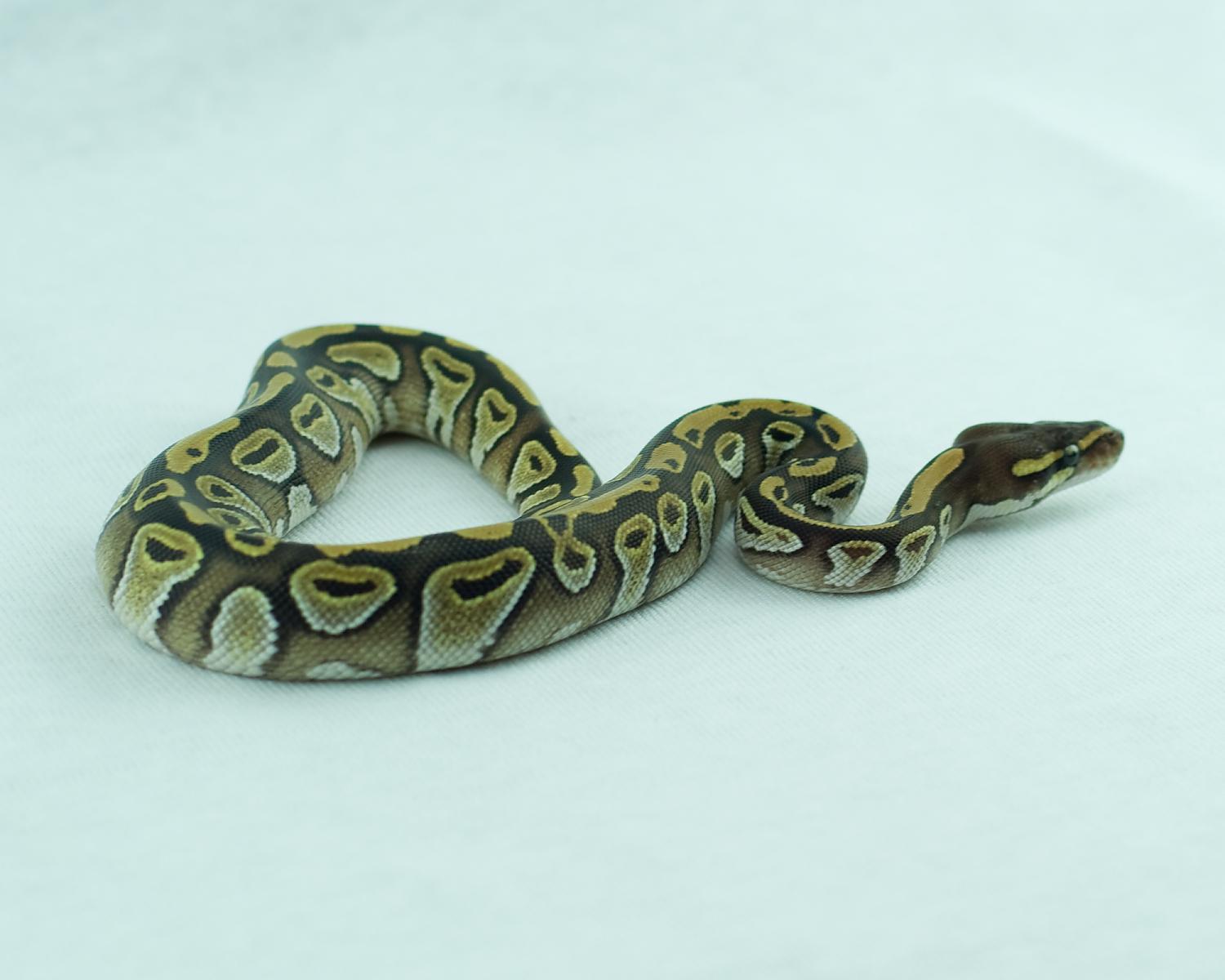 2014 c10 female mojave 3 2014-11-22 3