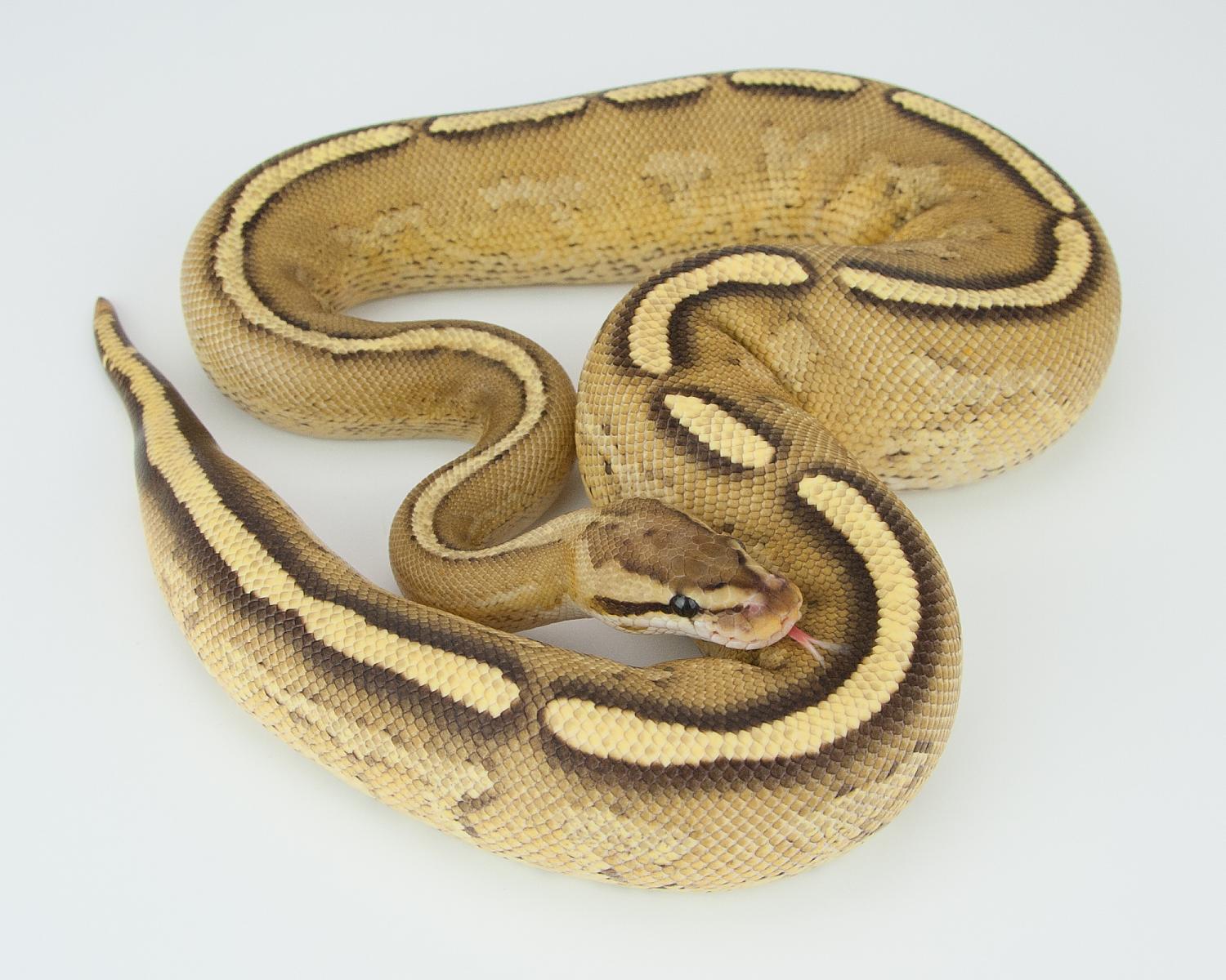 2014 c14 f orangebelly specter 2015-08-01 -6