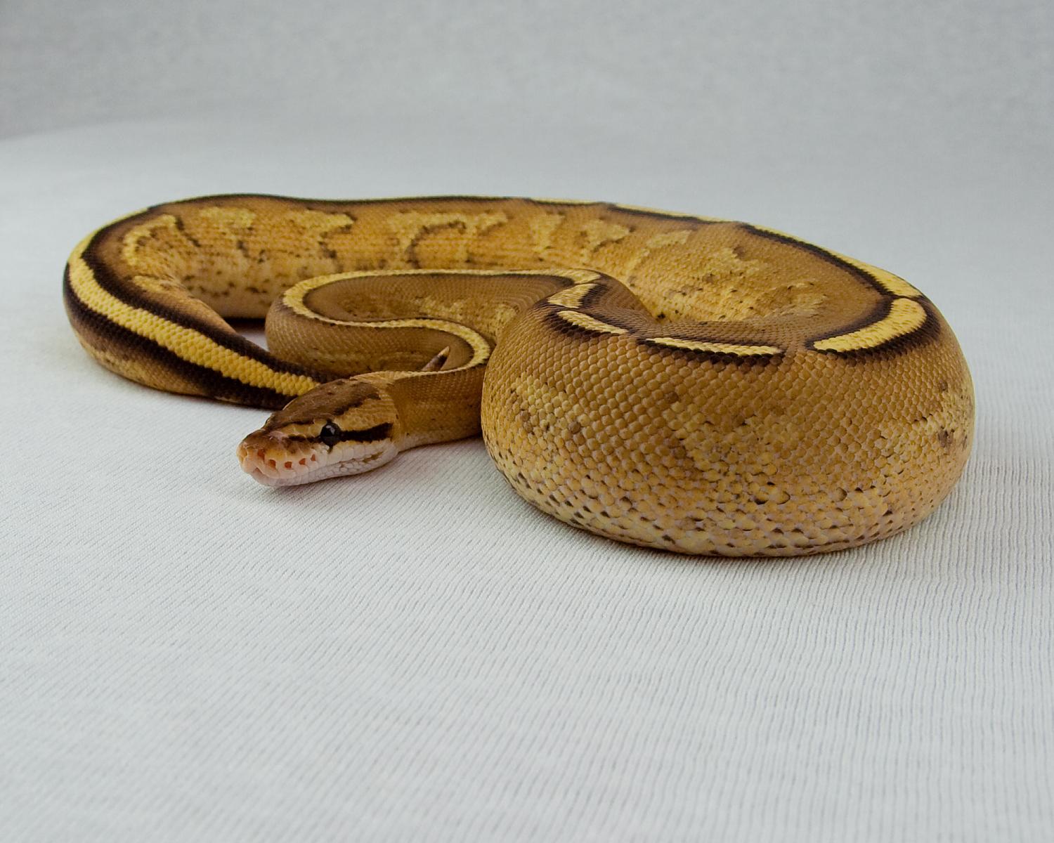 2014 c15 f super stripe 2015-02-21 4