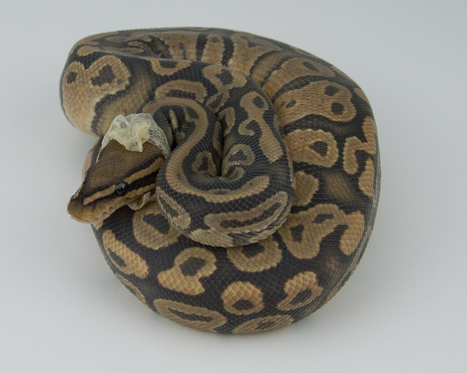 2014 c18 m hypo het pied 2015-07-23 4