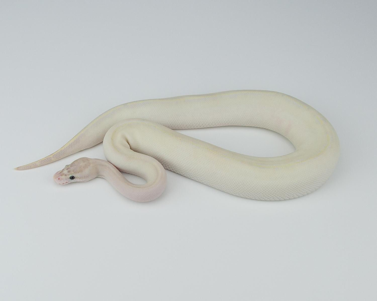 2014 c19 f ivory 2015-07-23 1