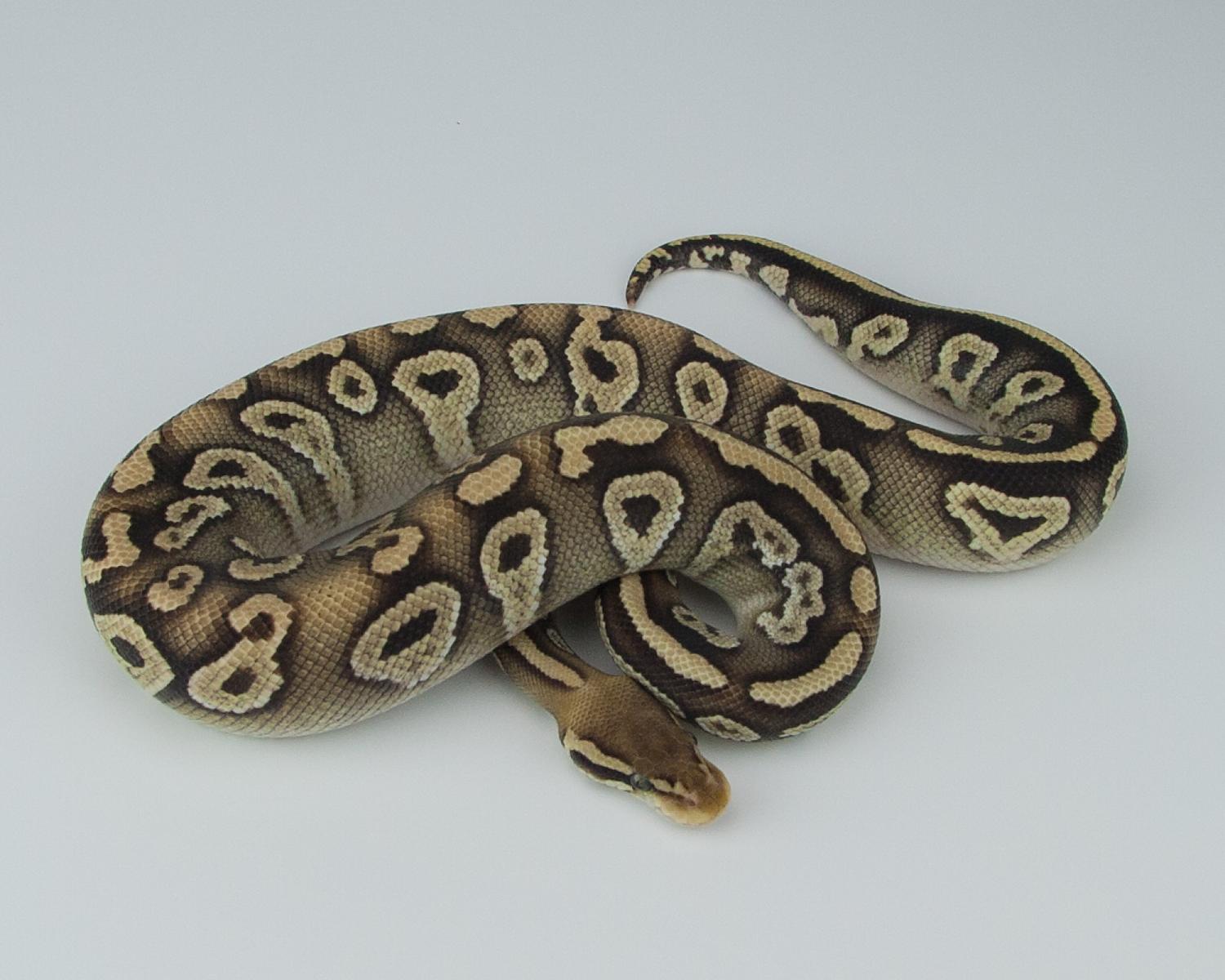 2014 c1 m melanistic pastel mojave 1 2015-07-20 2