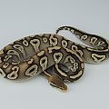 2014 c1 m melanistic pastel mojave 1 2015-07-20 2