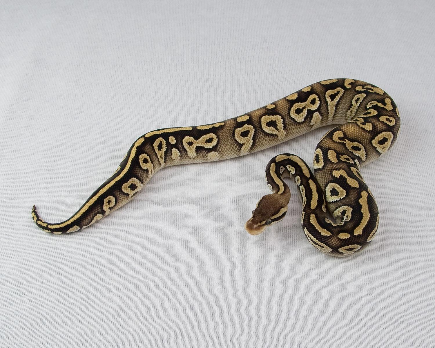 2014 c1 m pastel mojave melanistic 2015-02-21 2