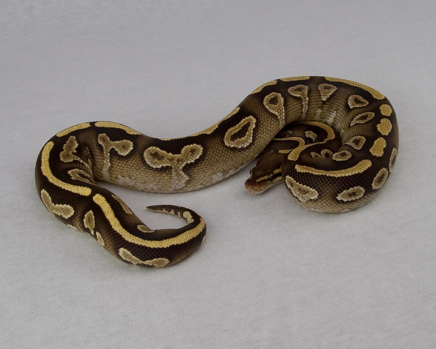 2014 c4 f orangebelly mojave 3 2015-05-14