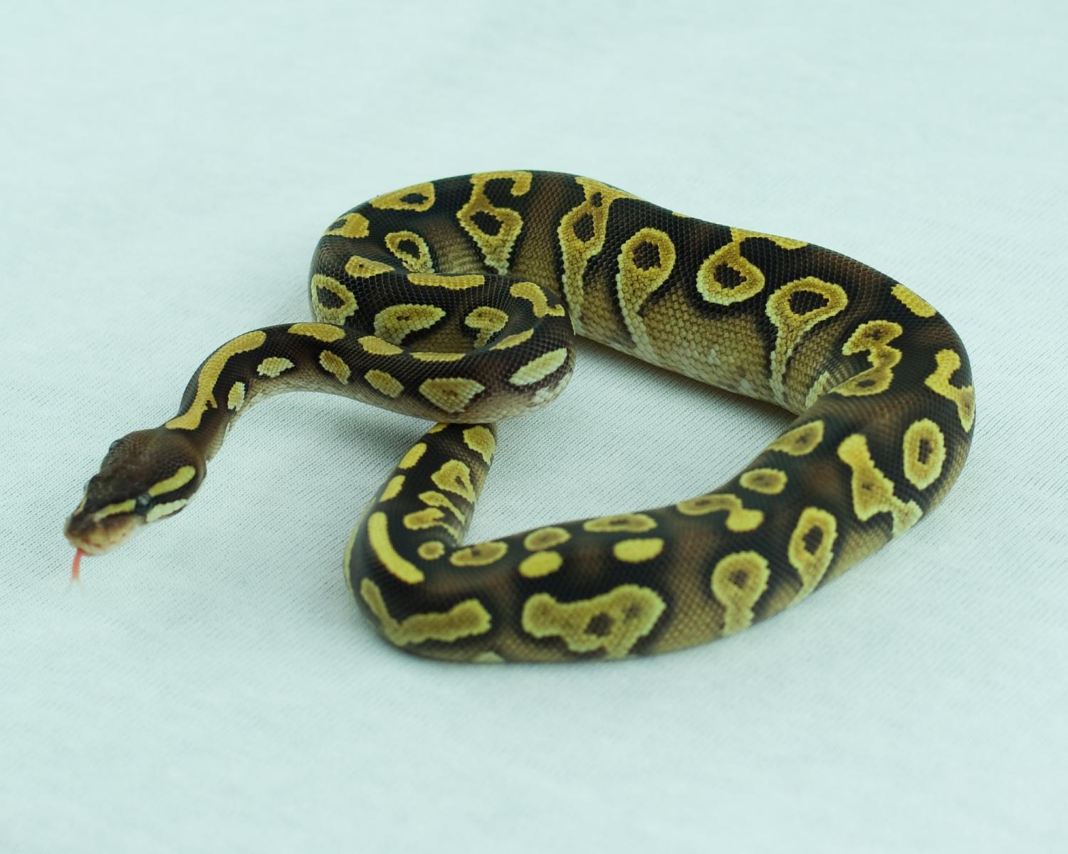 2014 c4 female orangebelly mojave 2 2014-11-22 3