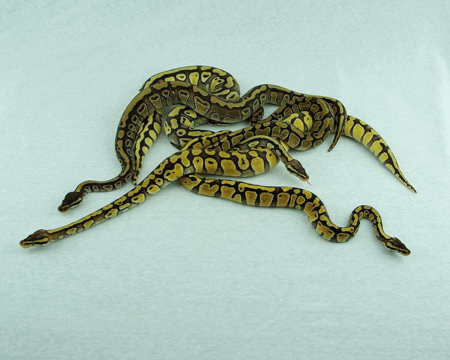 2014 c7 enchi goodness 4 2015-01-10