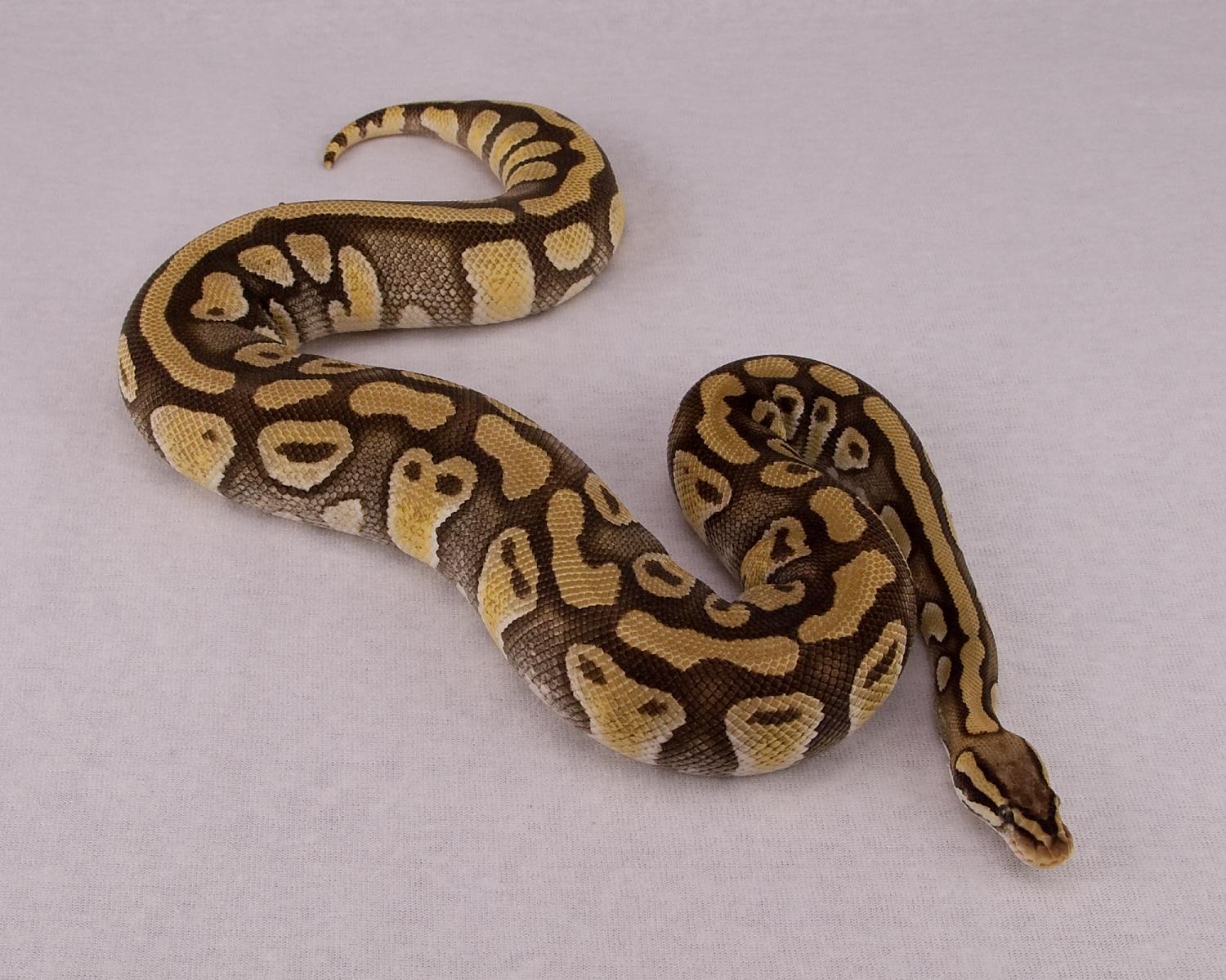 2014 c7 f pastel mystic enchi 1 2015-06-27 4