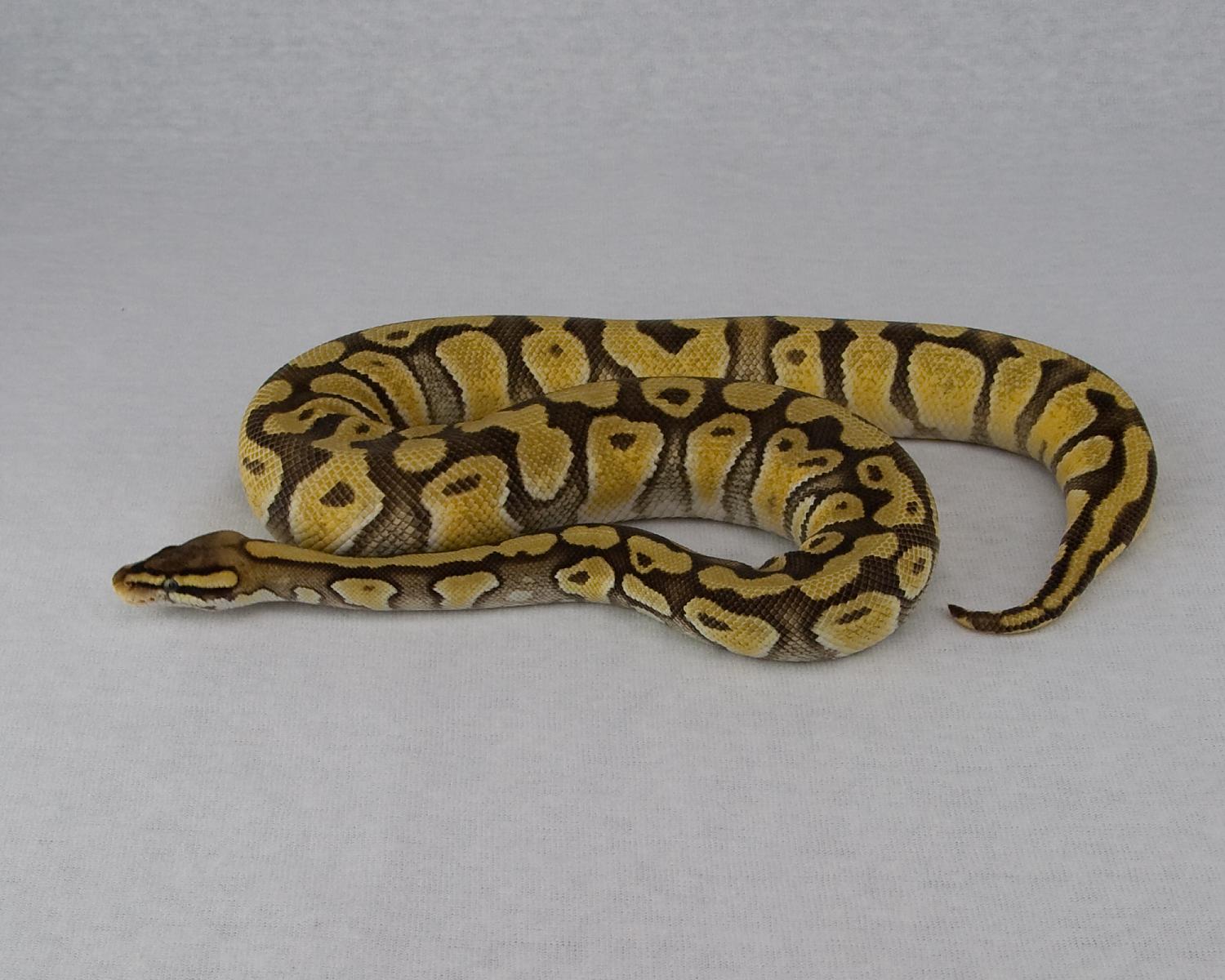 2014 c7 f pastel mystic enchi 2 2015-05-14