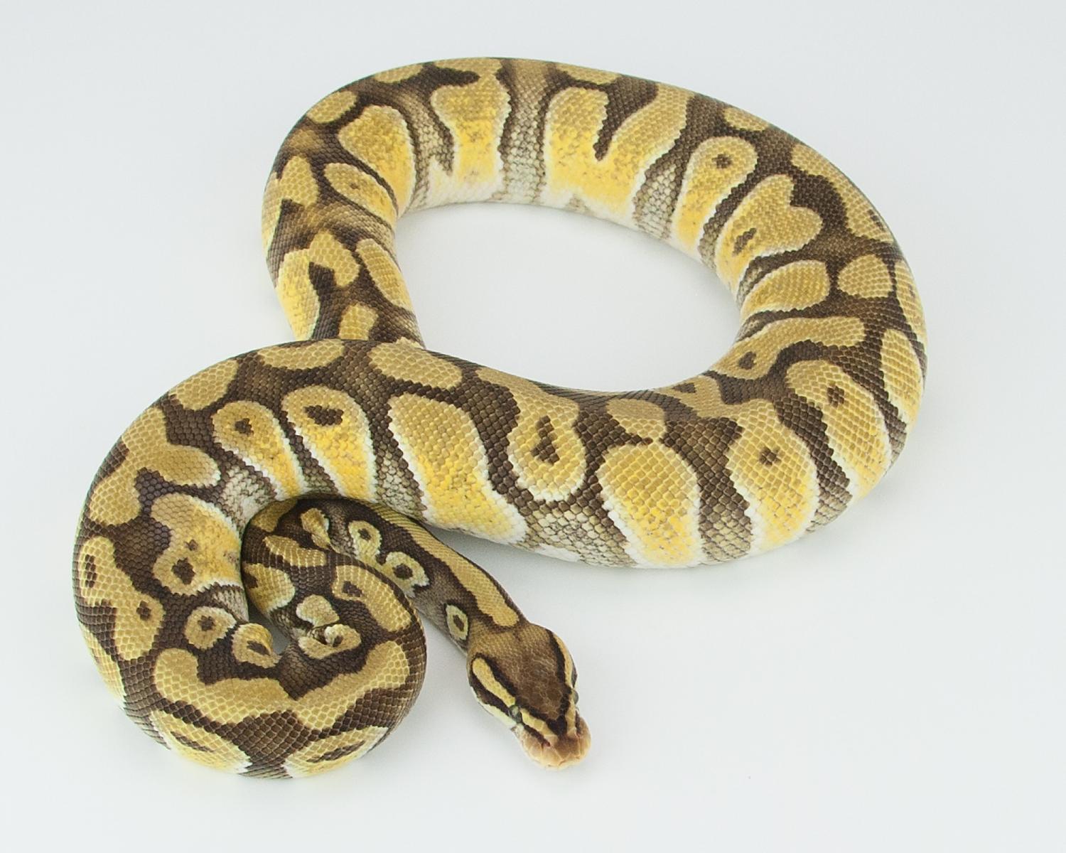 2014 c7 f pastel mystic enchi 2 2015-08-01 -2