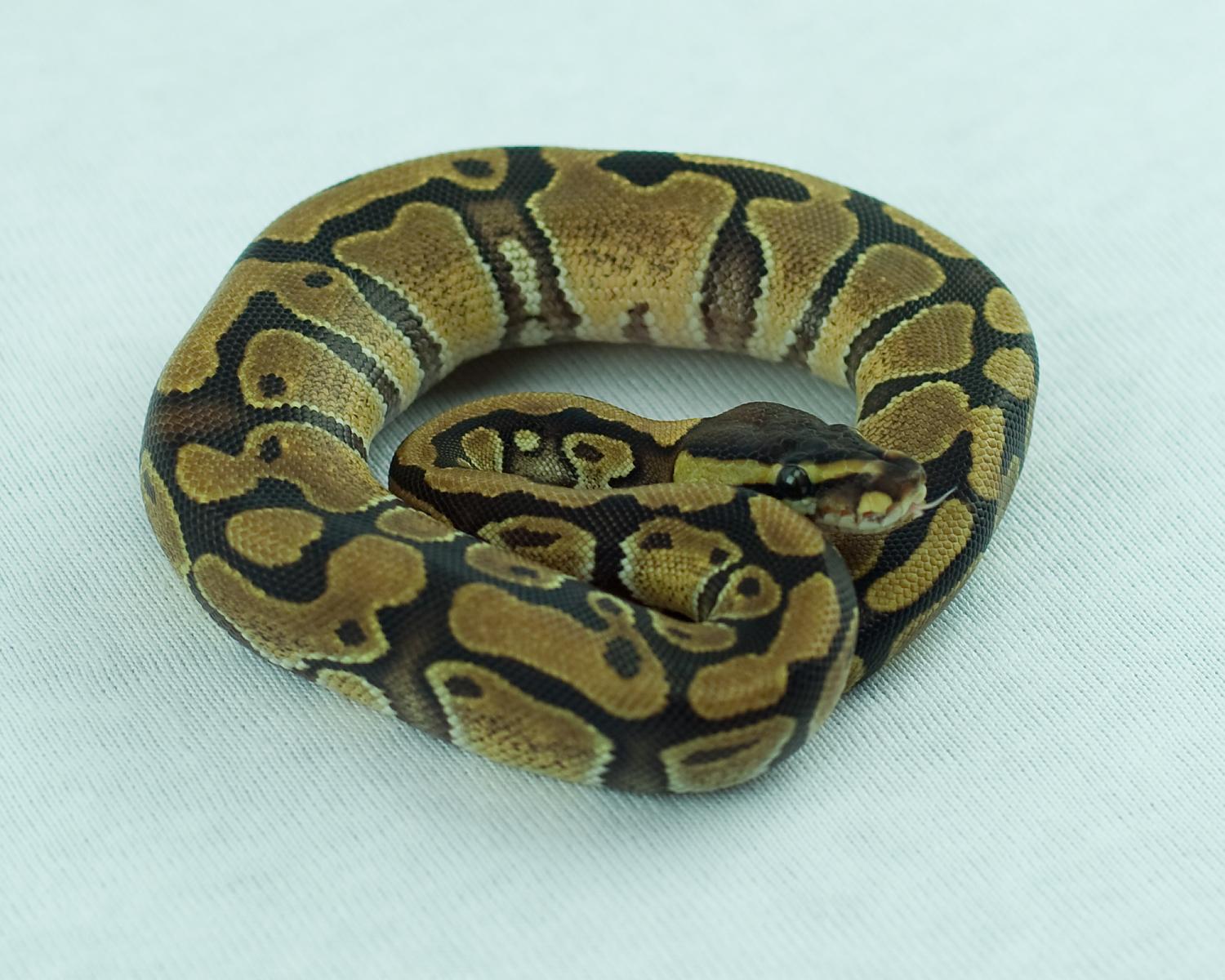 2014 c7 female enchi 1 2014-11-22 3