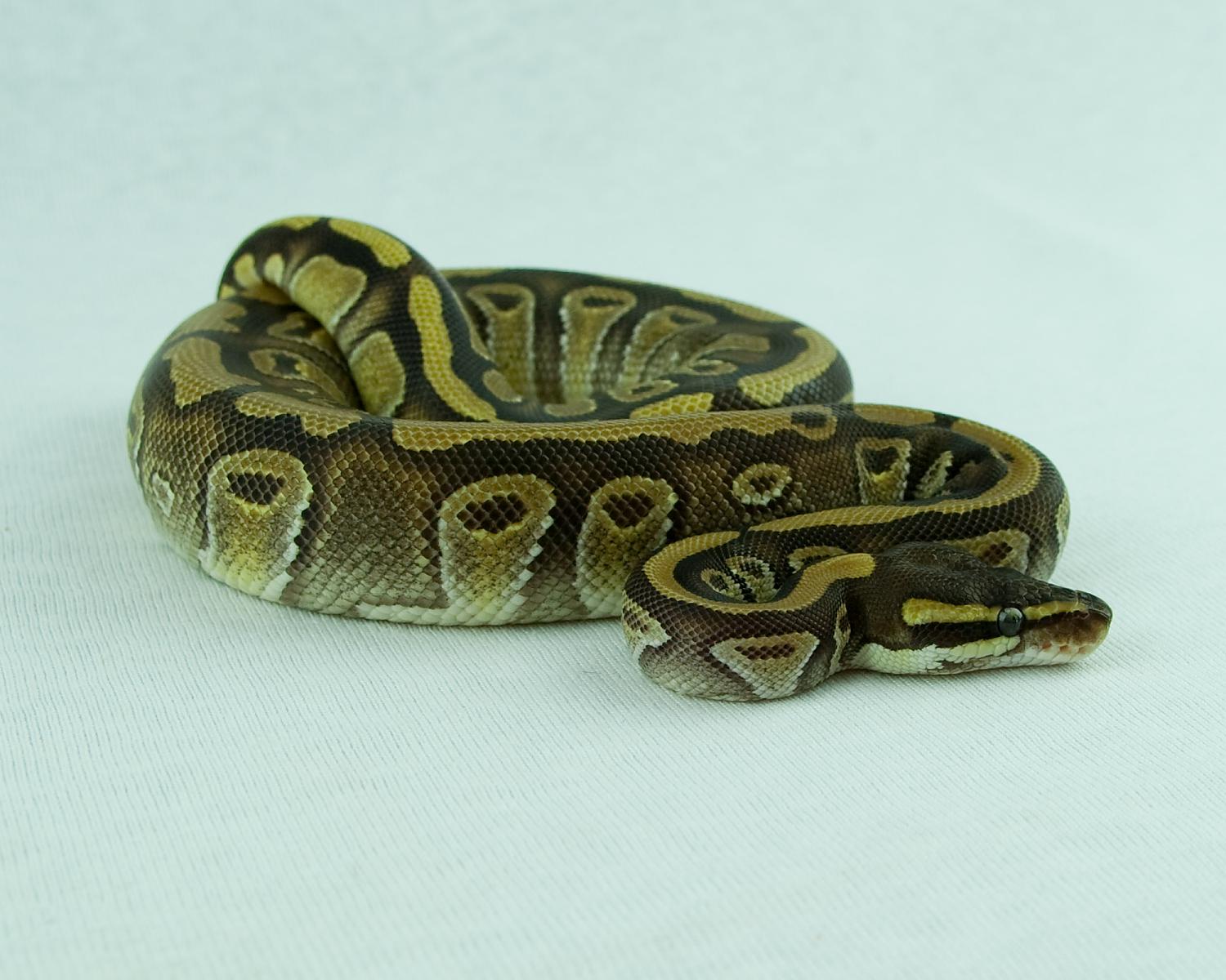 2014 c7 female mystic enchi 1 2015-01-10 5
