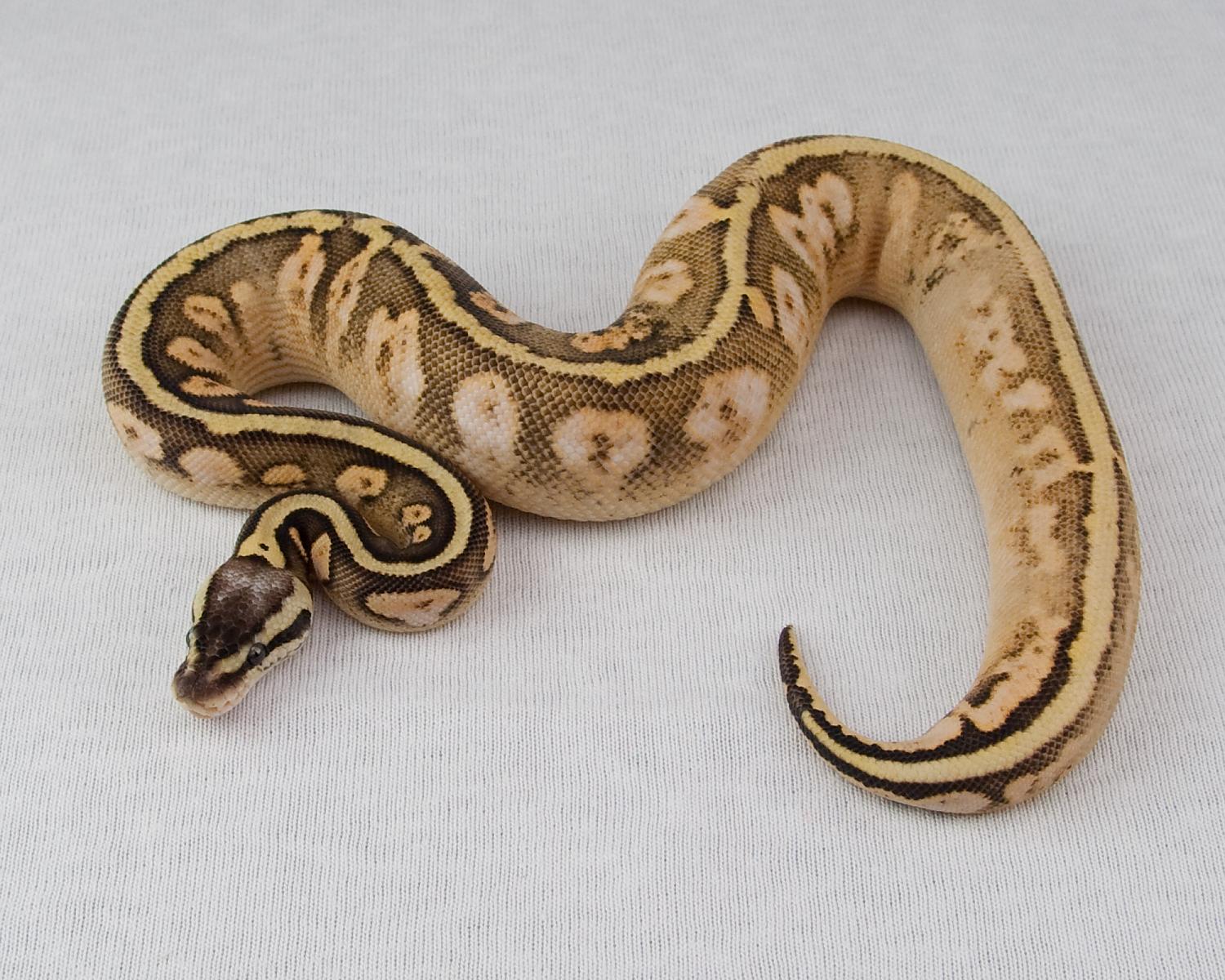2014 c9 f super pastel calico 2015-02-21 3