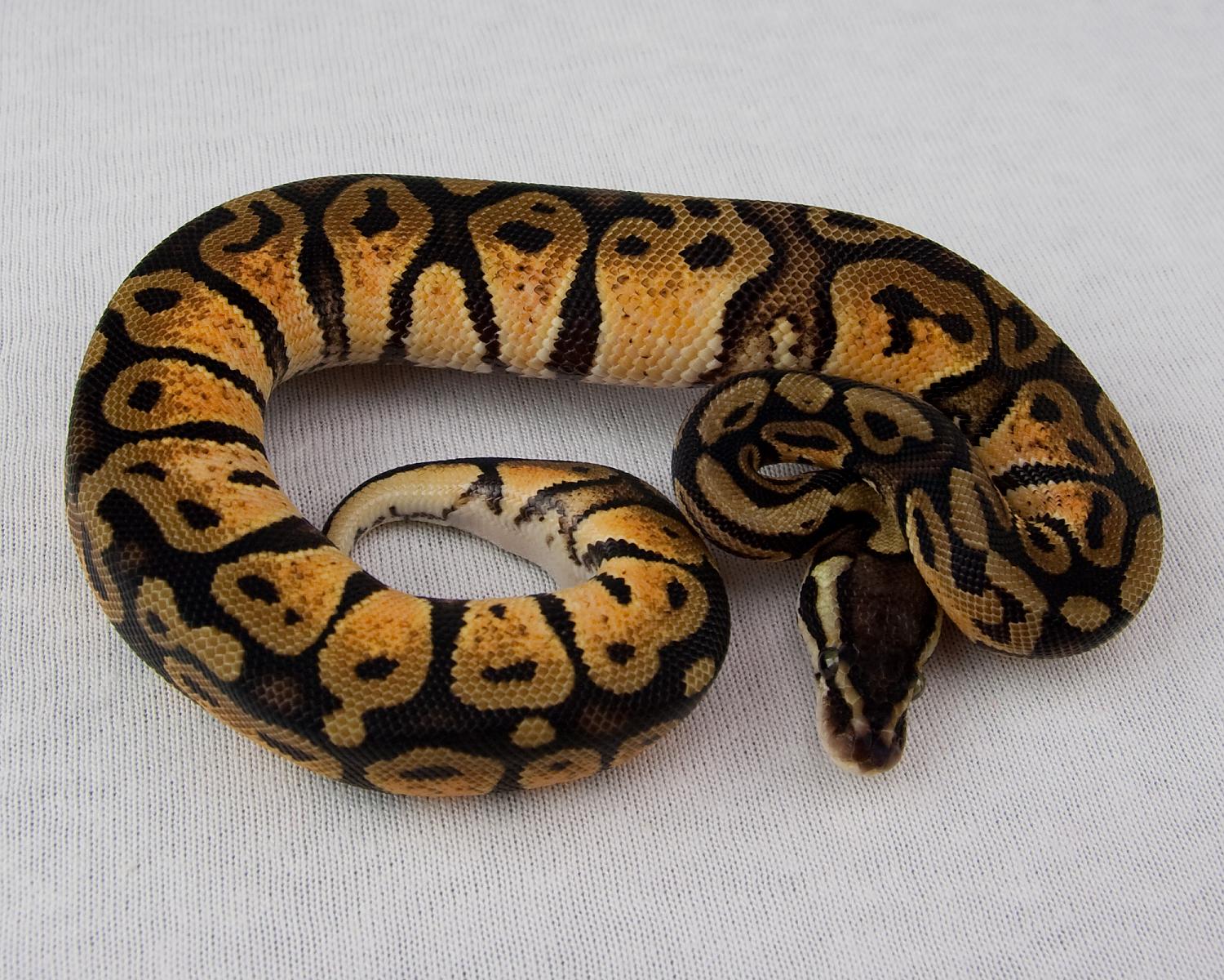 2014 c9 m pastel calico 1 2015-02-21 3