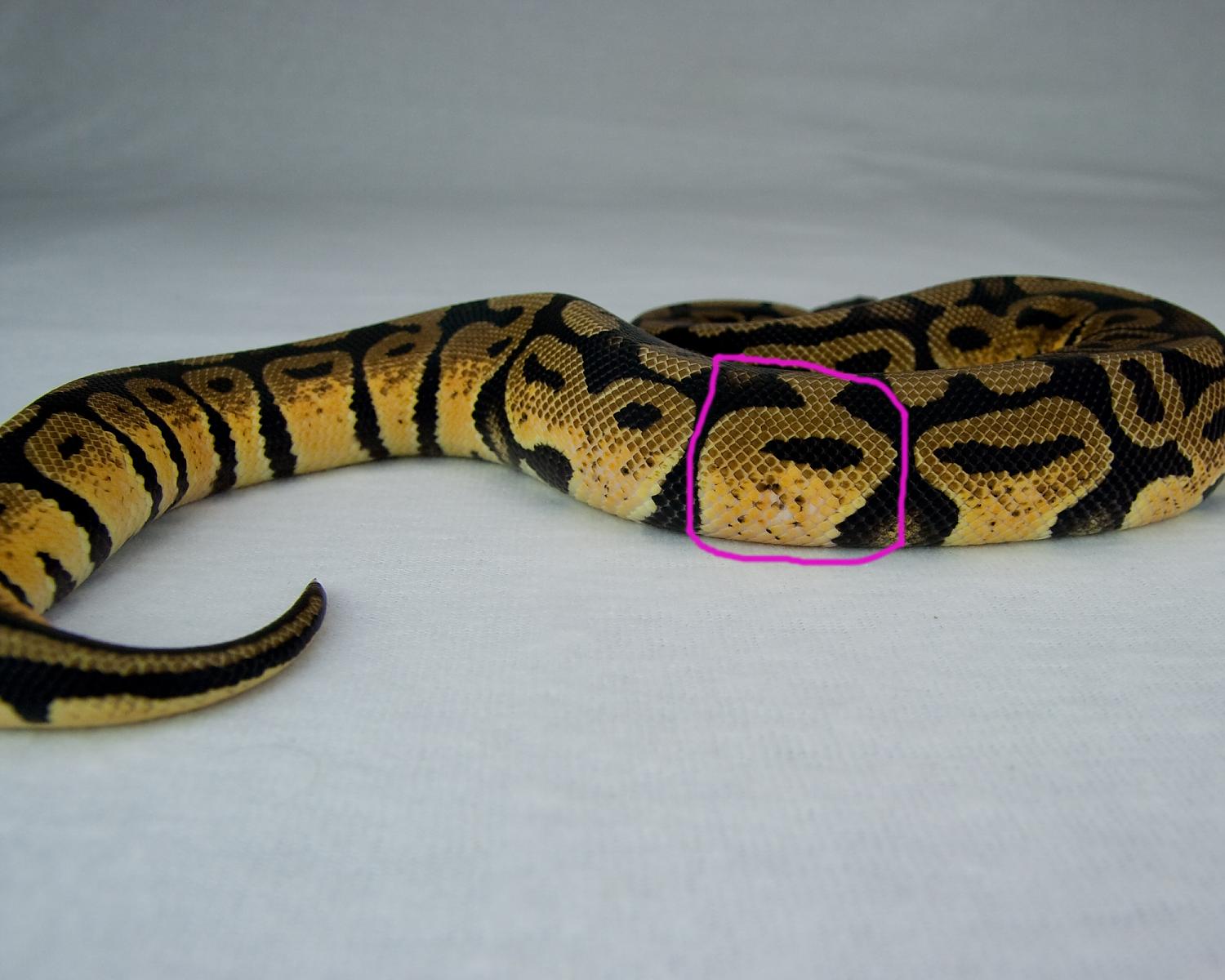 2014 c9 m pastel calico 3 2015-07-11 2 marked up