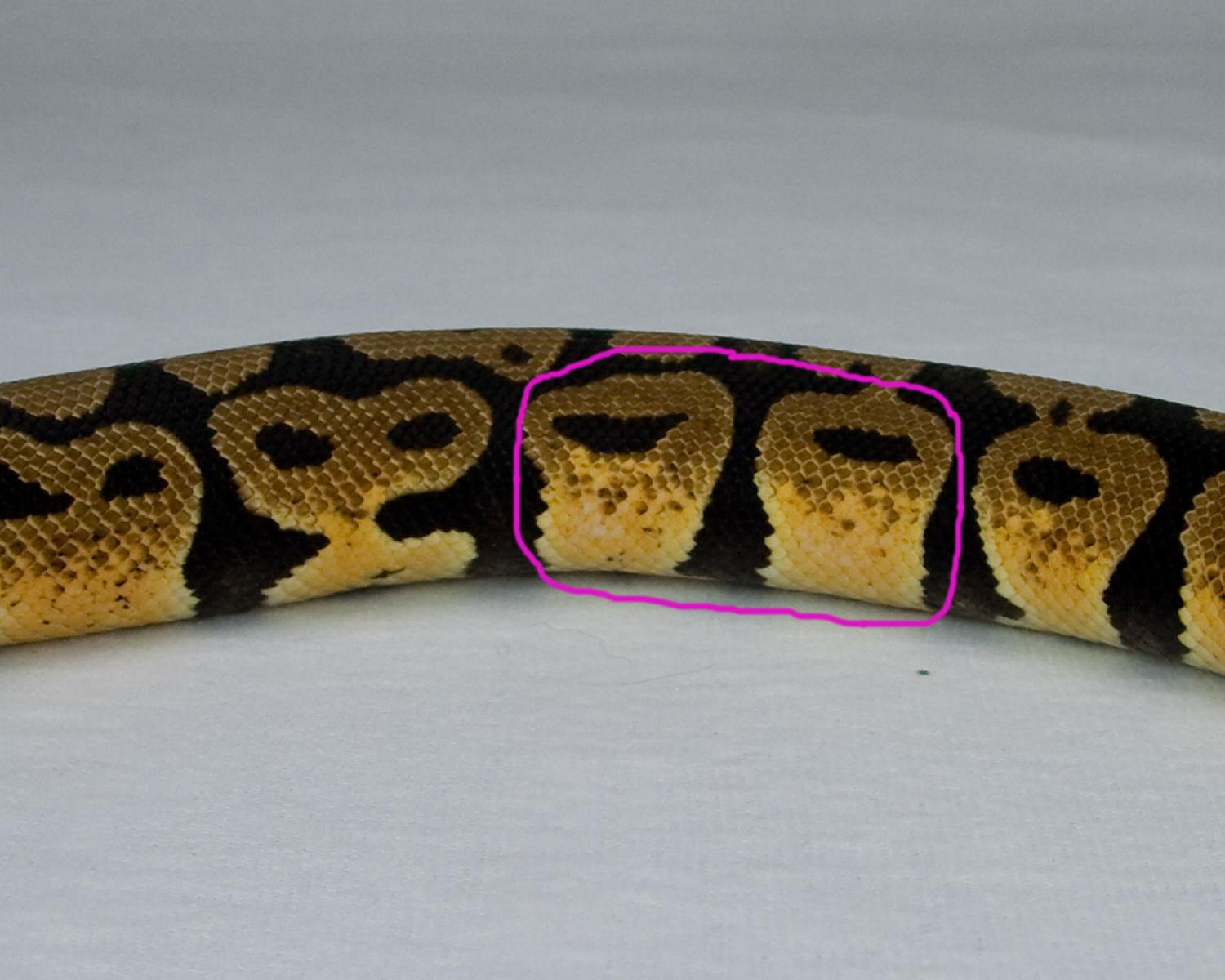 2014 c9 m pastel calico 3 2015-07-11 4 marked up