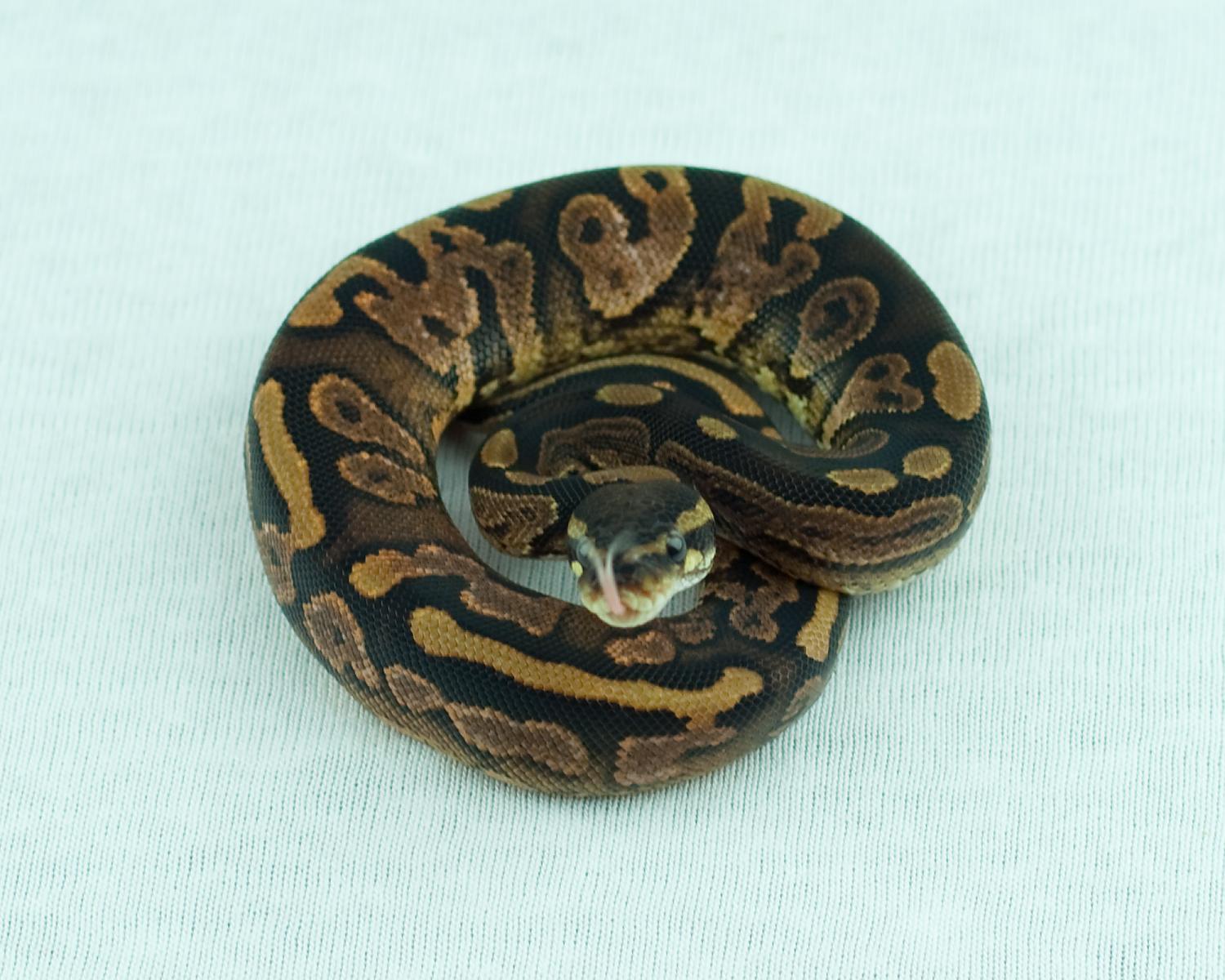 2014 c9 male calico 1 2014-12-06 1