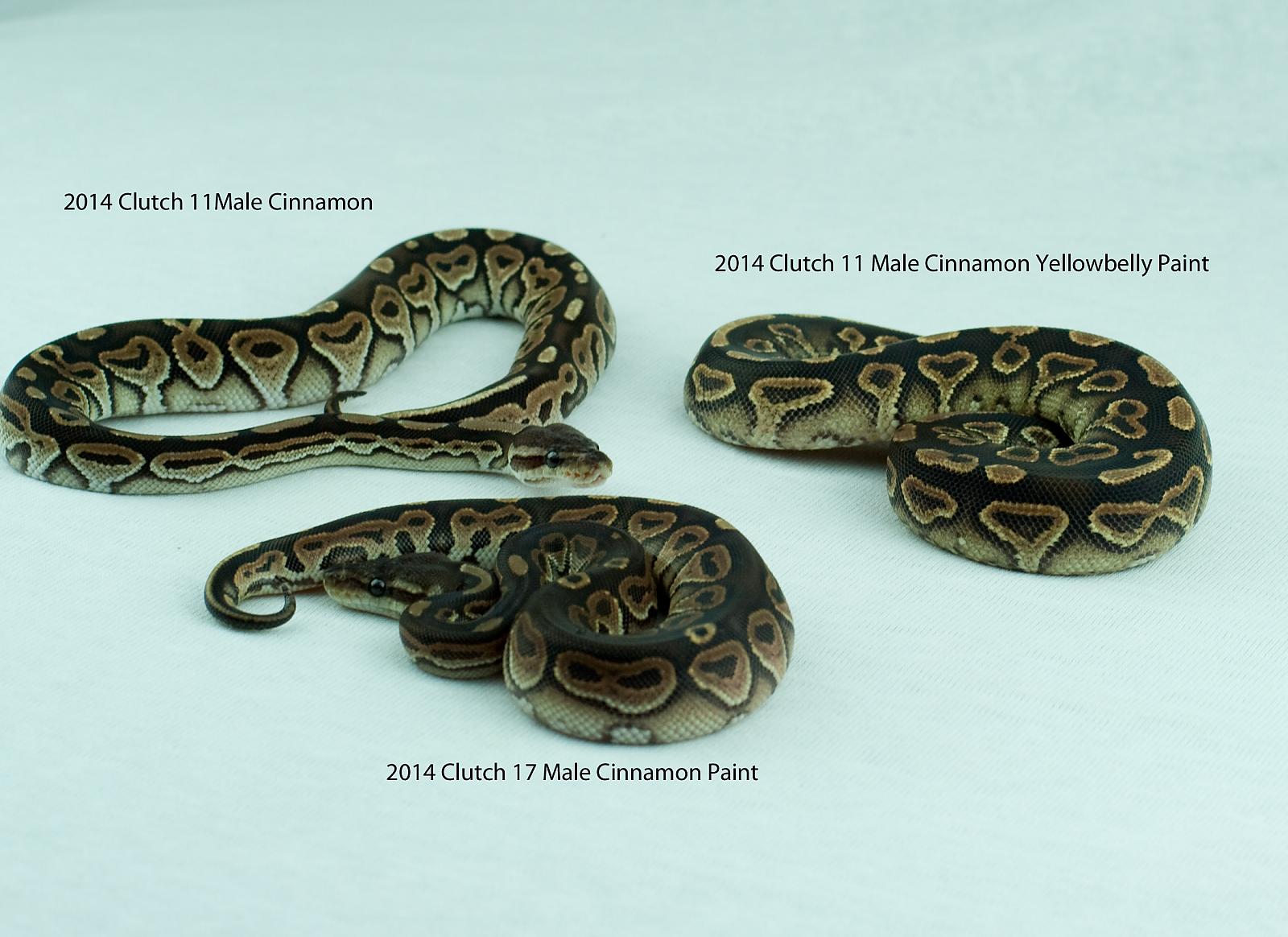 2014 cinnamon paint clutch labeled 2014-12-17 2