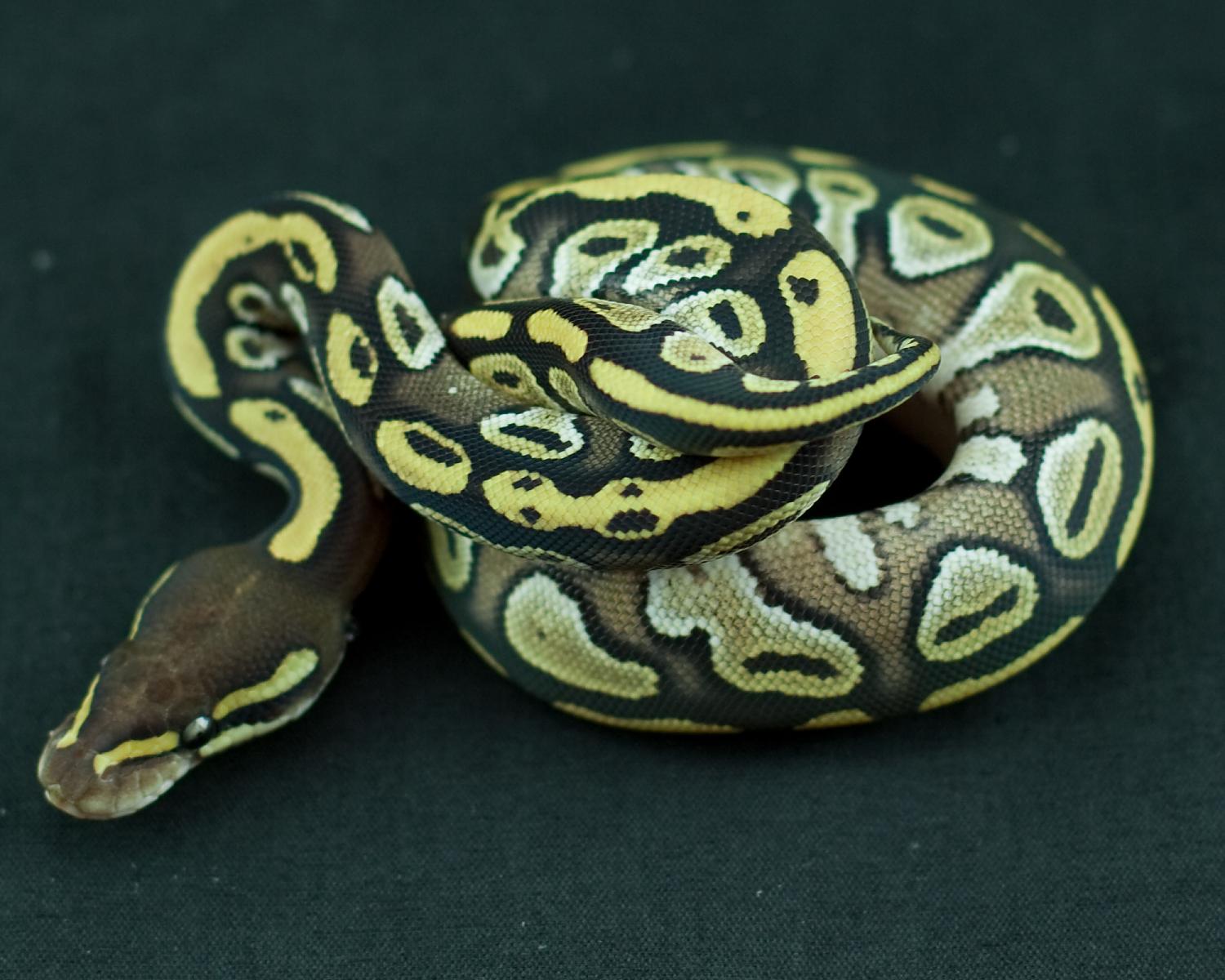 2014 clutch 10 female mojave 3 2014-08-12 4