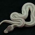 2014 clutch 10 female mystic potion 1 2014-08-12 1
