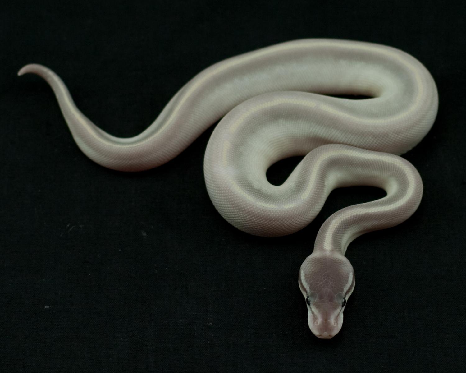 2014 clutch 10 female mystic potion 2 2014-08-12 1