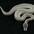 2014 clutch 10 female mystic potion 2 2014-08-12 1