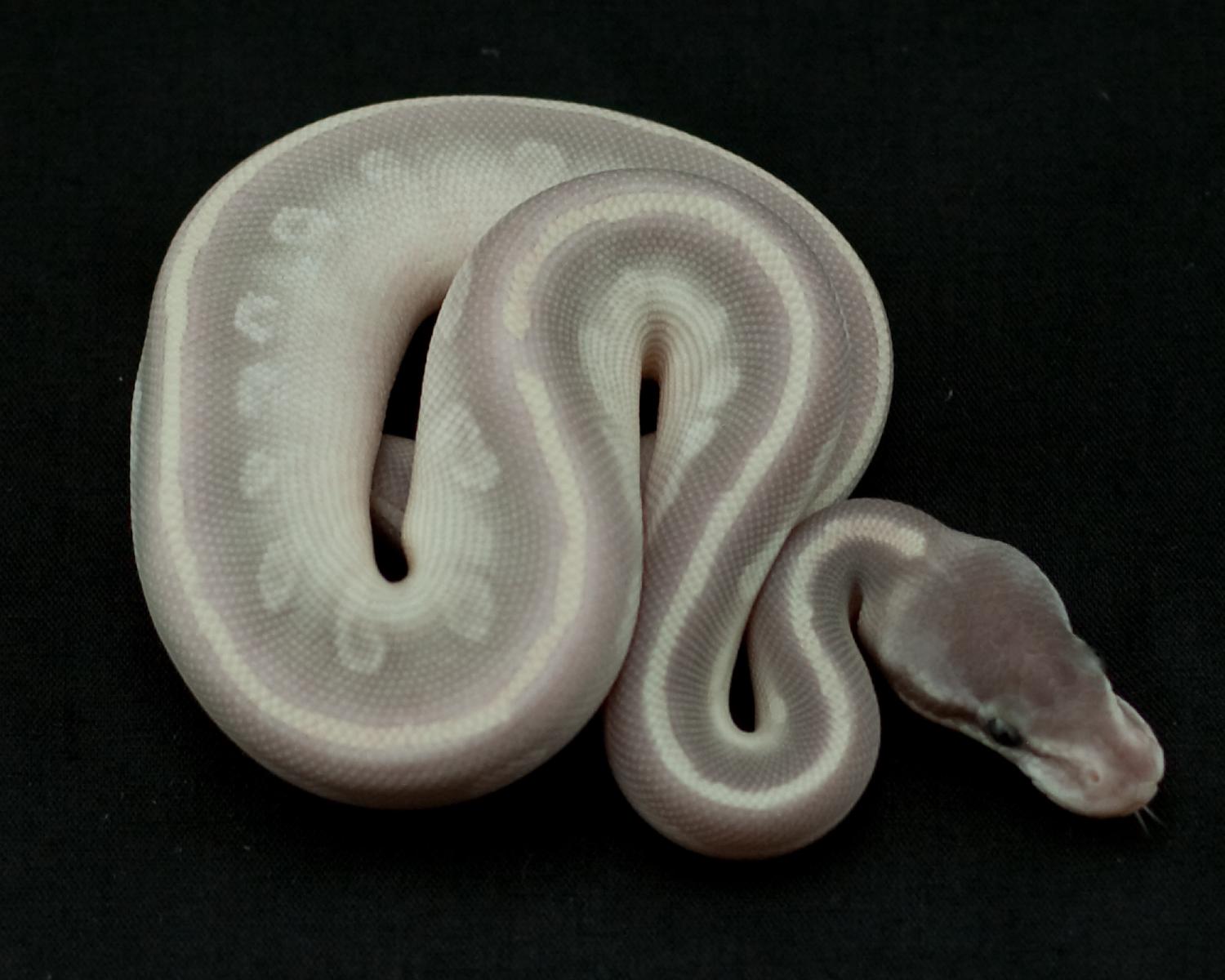 2014 clutch 10 male mystic potion 1 2014-08-12 2