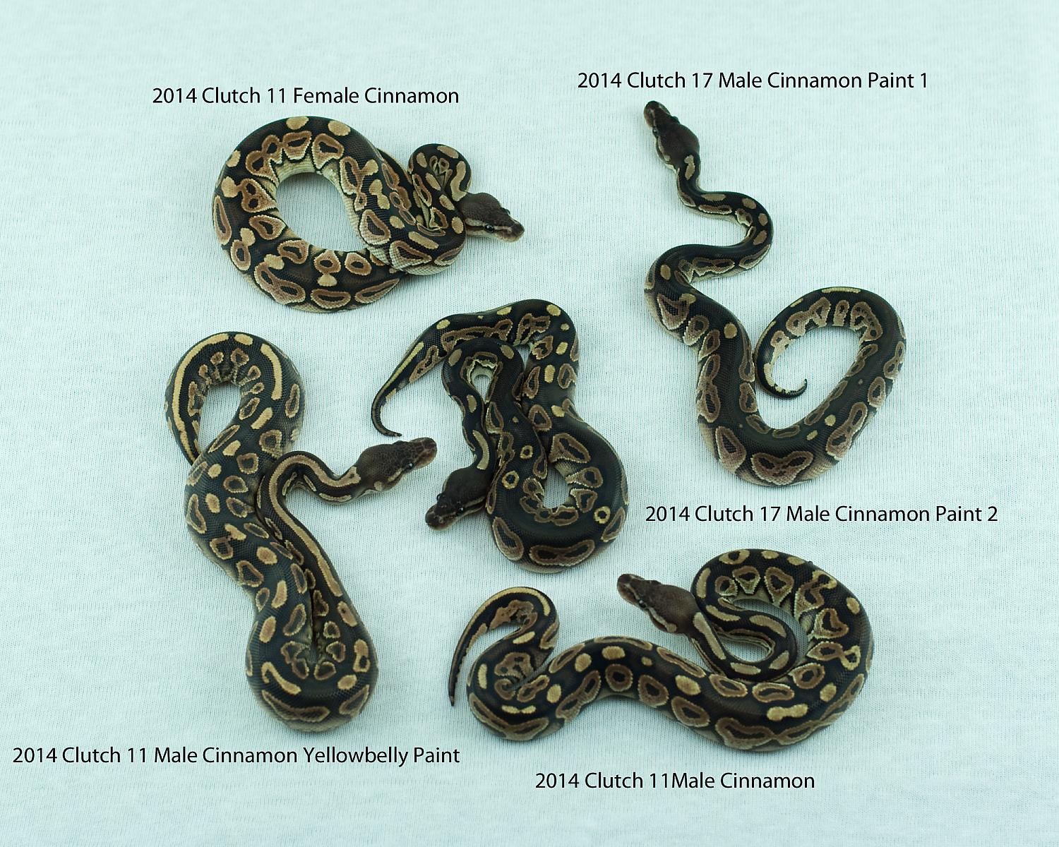 2014 clutch 11 17 cinnamon paint clutches labeled 2014-09-28