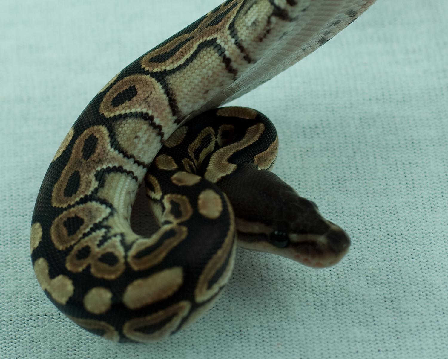 2014 clutch 11 female cinnamon 2014-08-17 3
