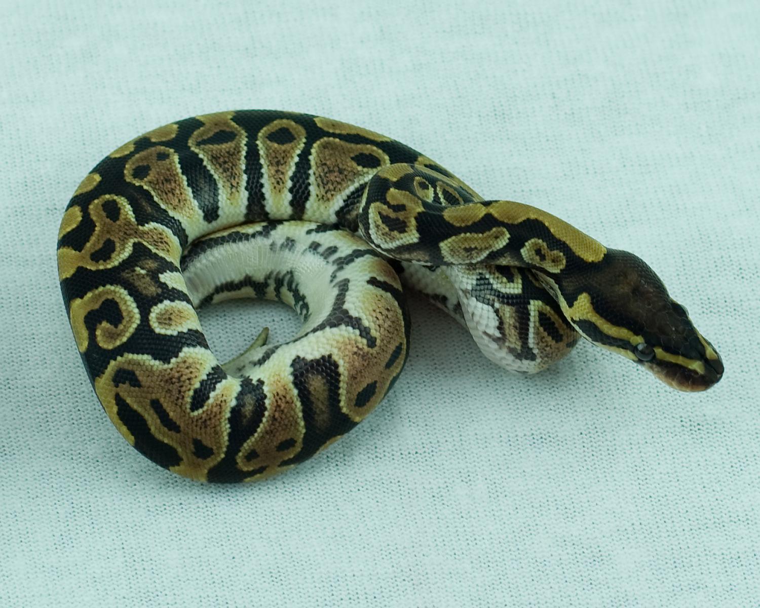 2014 clutch 11 female paint 1 2014-08-17 4