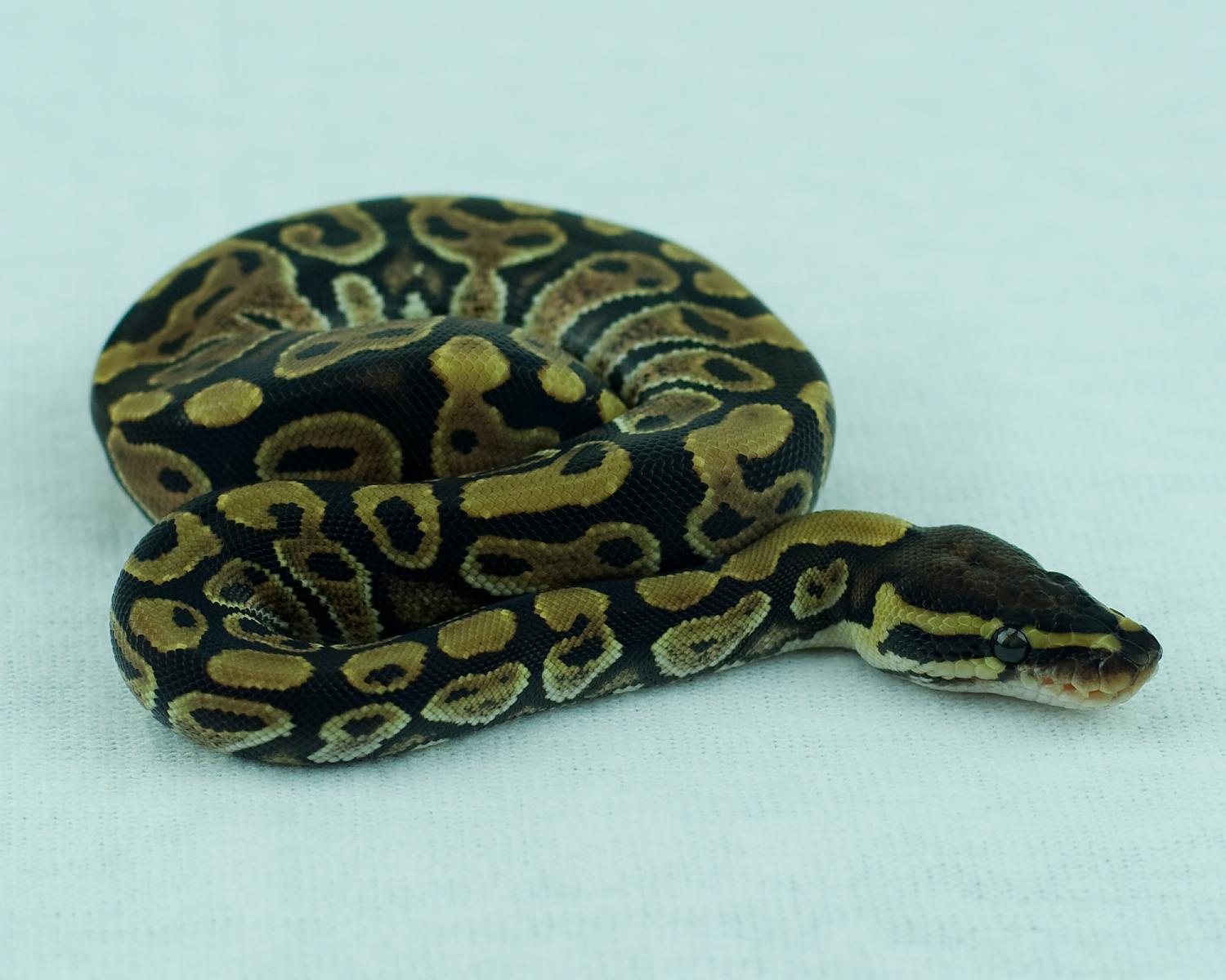2014 clutch 11 female paint 1 2014-08-17 9
