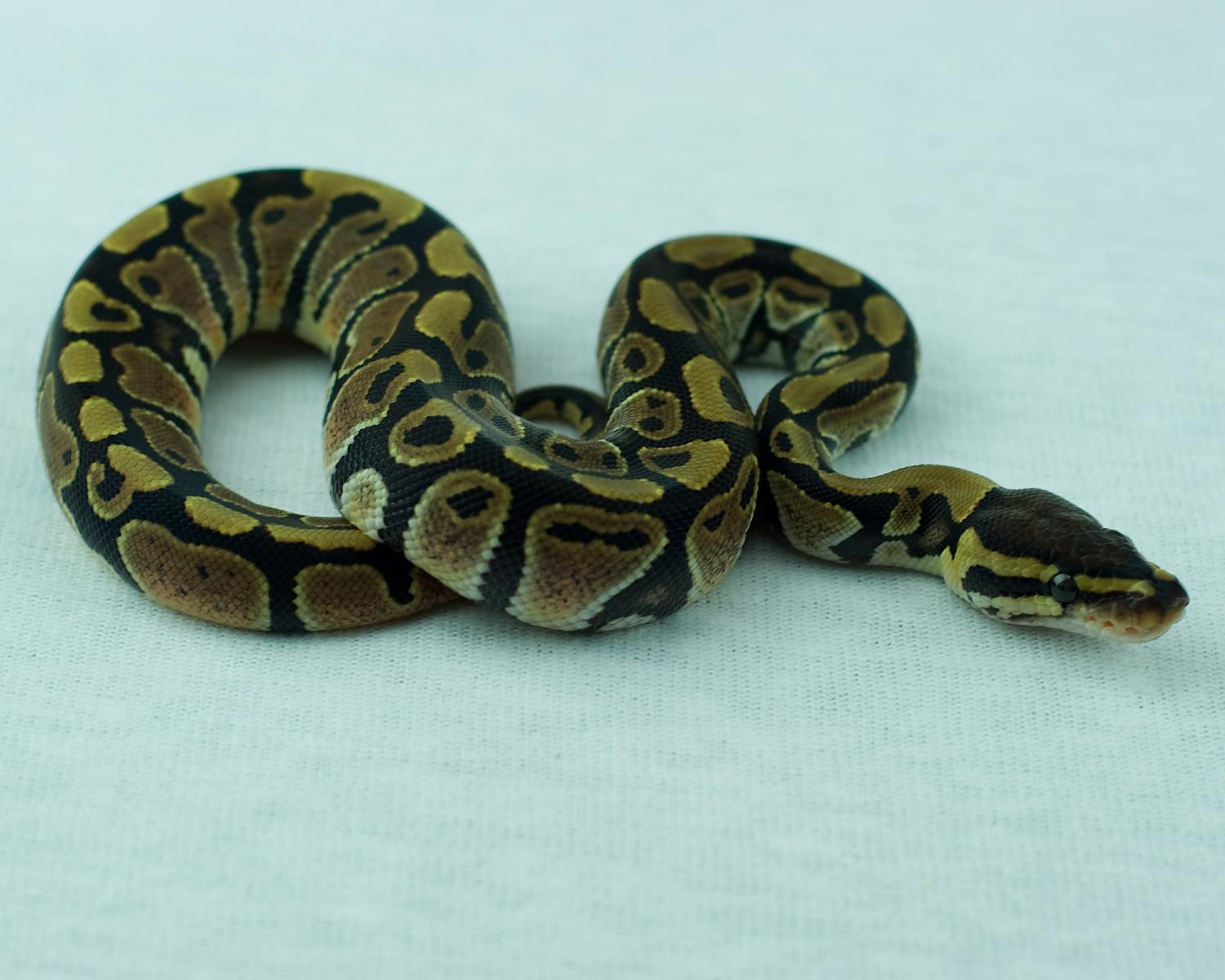 2014 clutch 11 female paint 2 2014-08-17 1