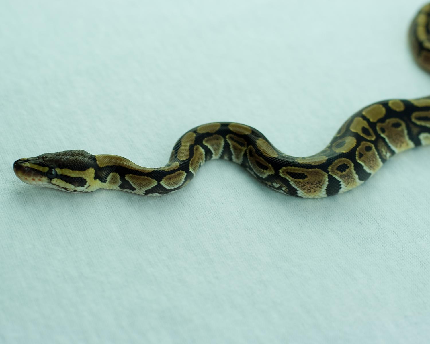 2014 clutch 11 female paint 2 2014-08-17 5
