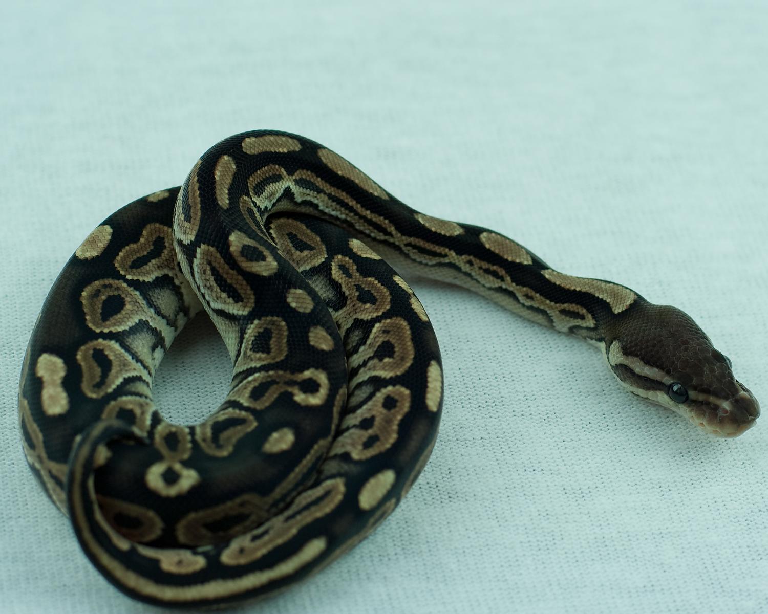 2014 clutch 11 male cinnamon 2014-08-17 5