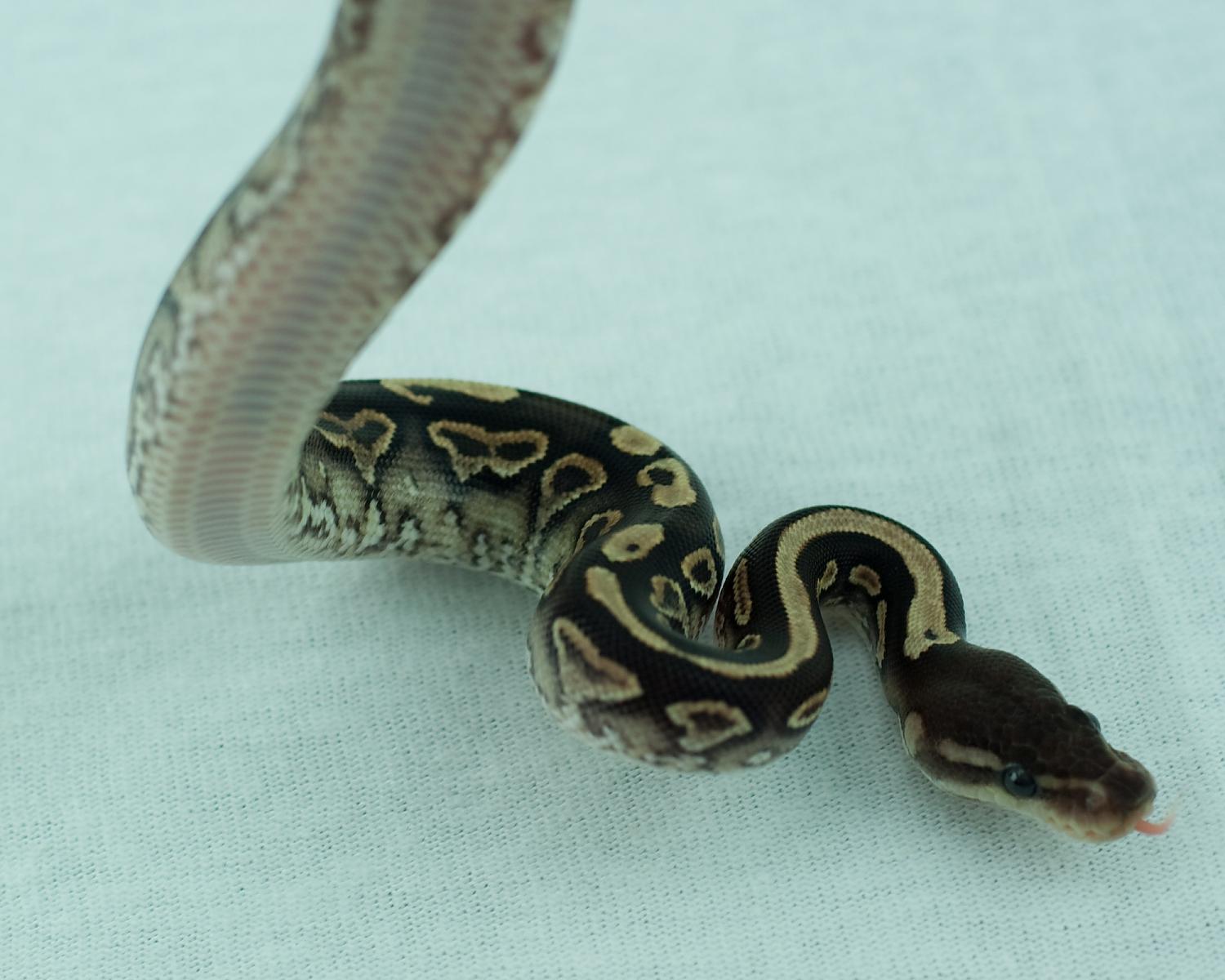 2014 clutch 11 male cinnamon yellowbelly paint 2014-08-17 3